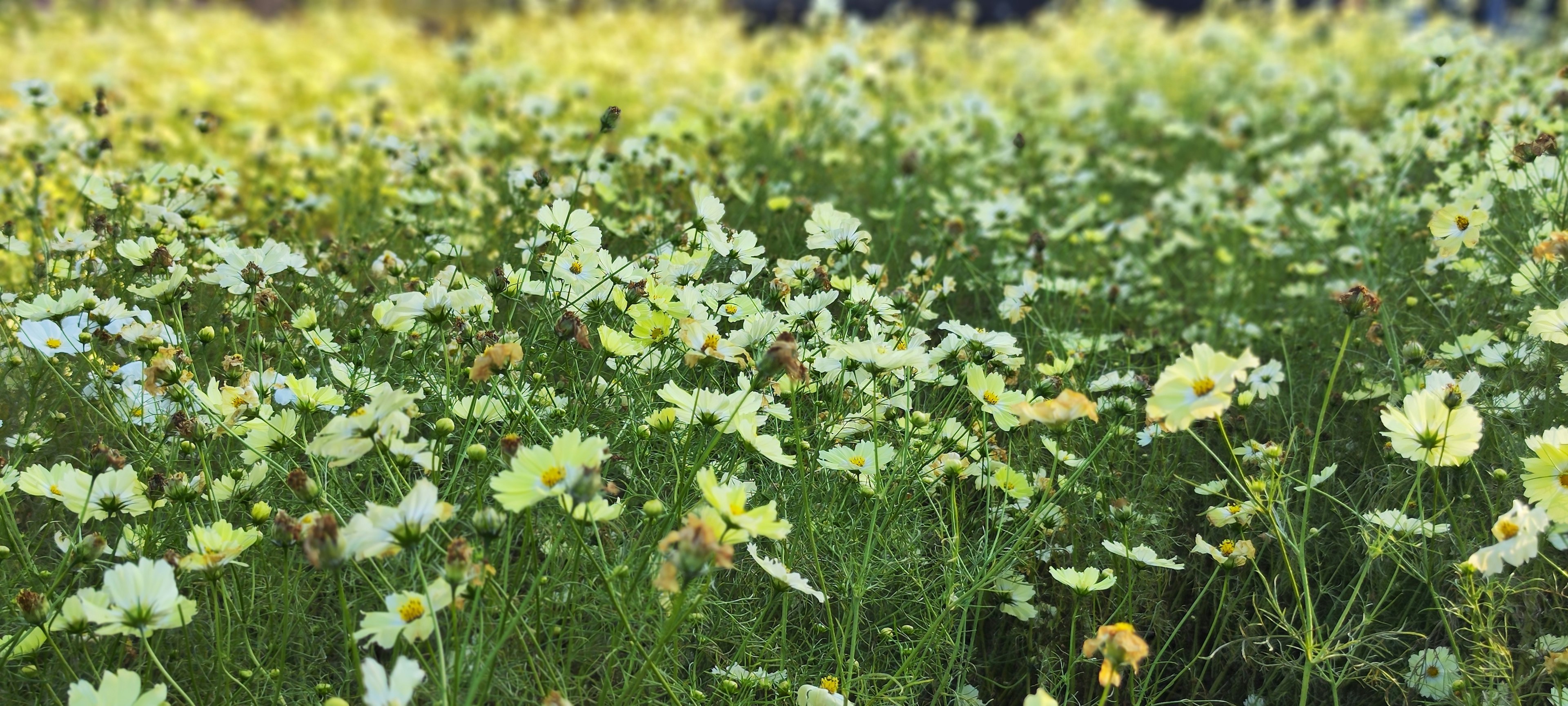 A vibrant field of yellow and white flowers in a green landscape