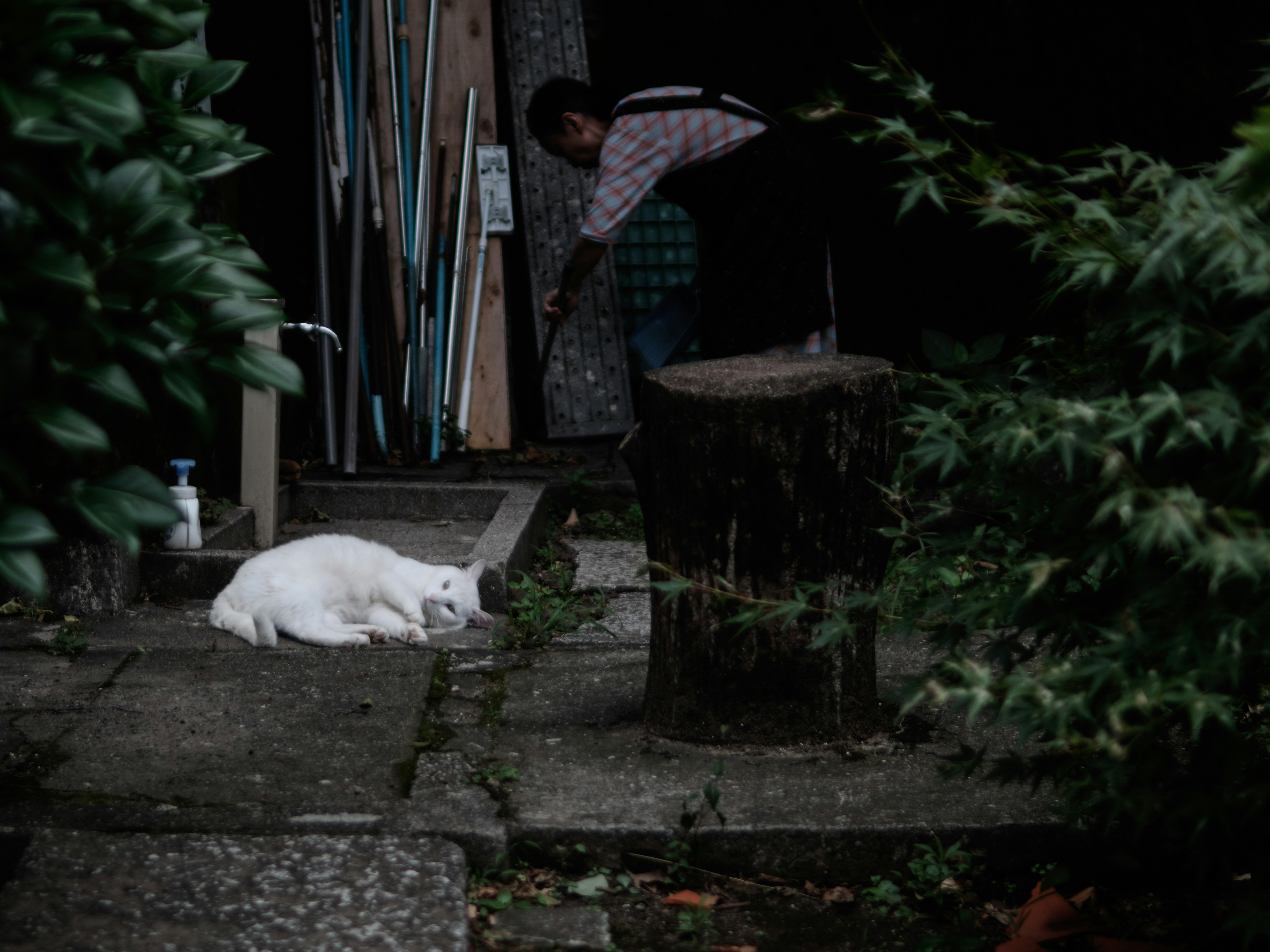 A white cat lying on the ground with a person working in the garden