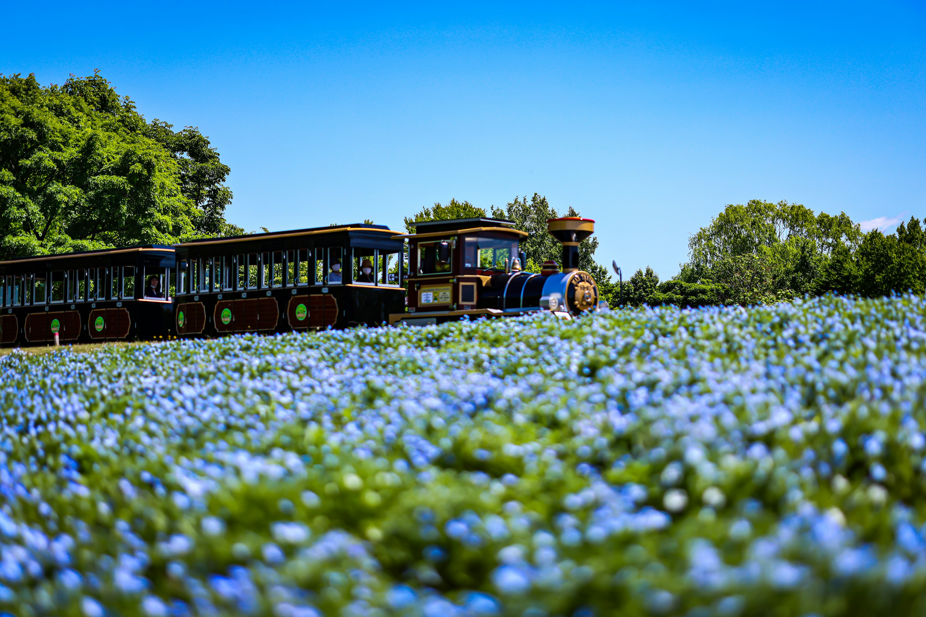 A steam train running through a blue flower field with green trees