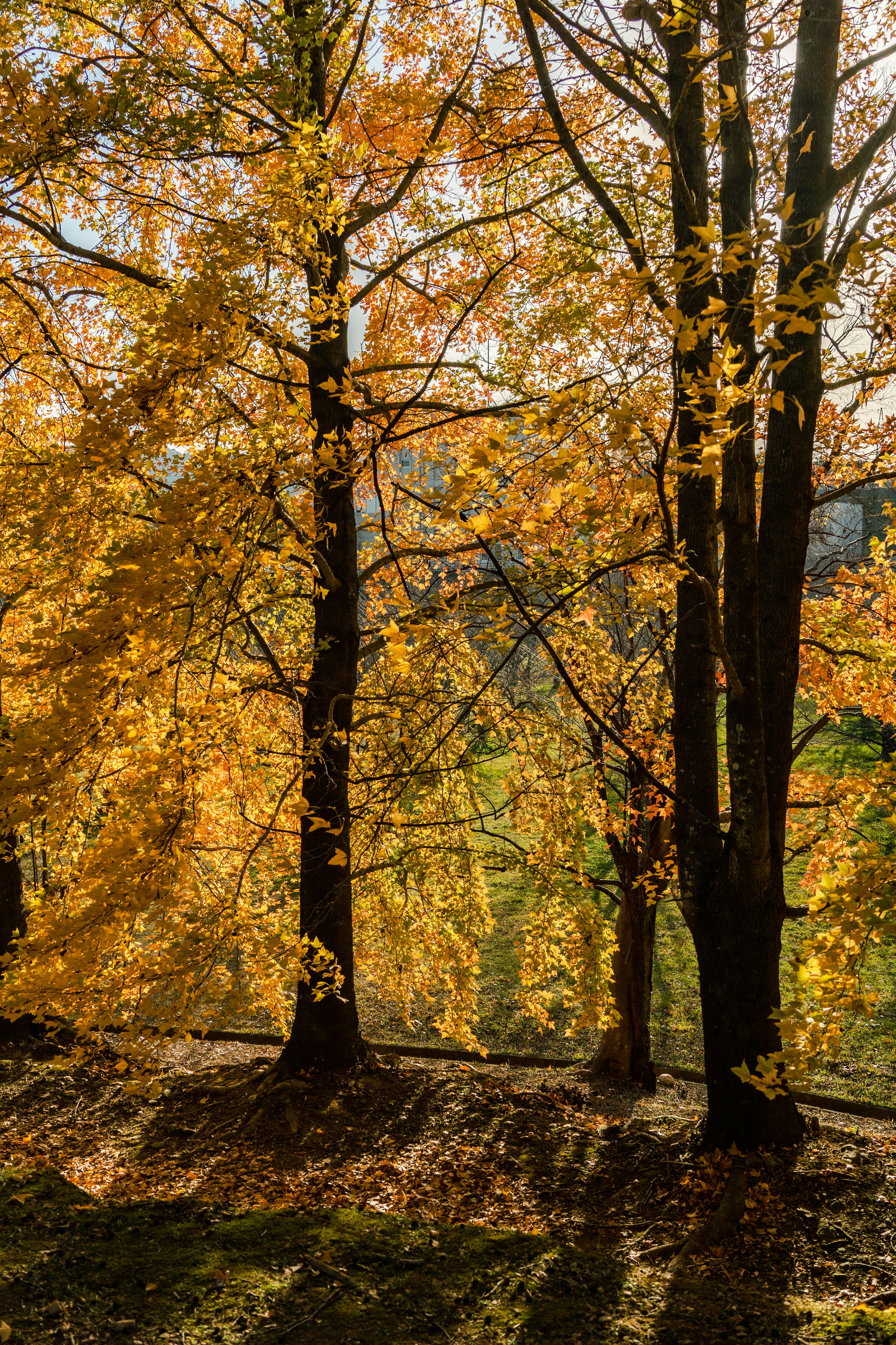 Alberi autunnali con foglie dorate che brillano al sole