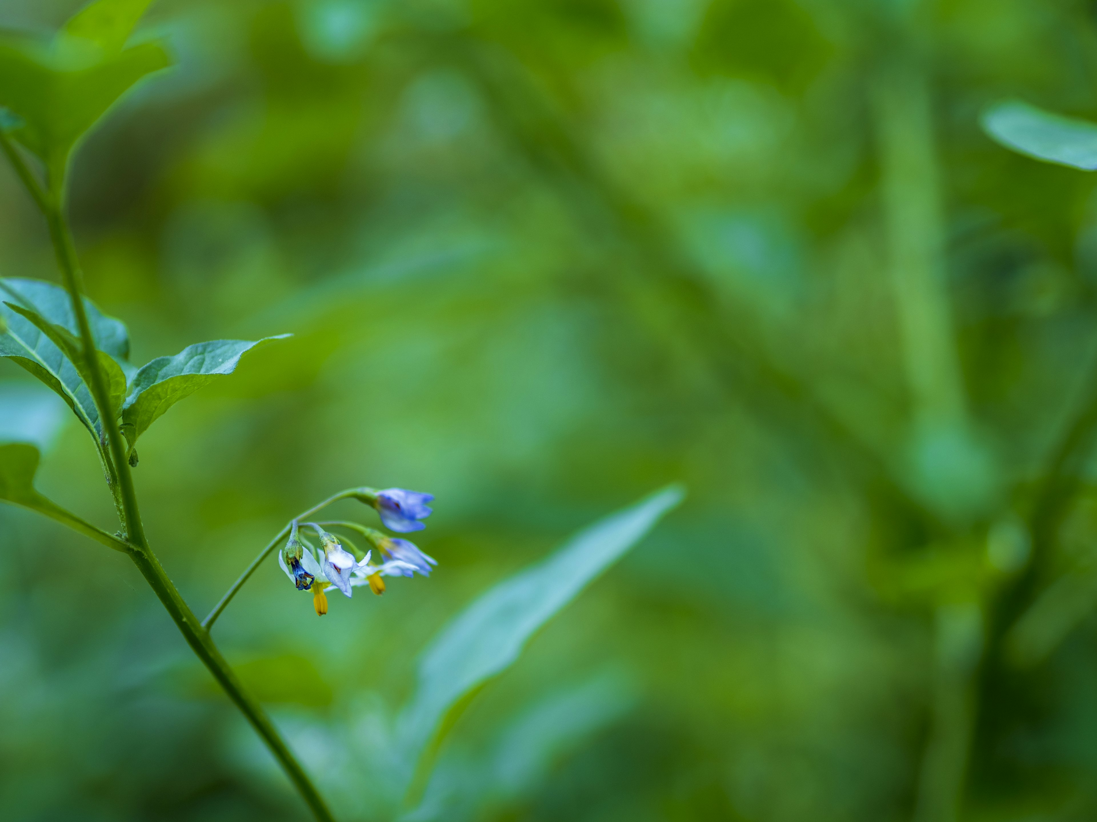 Nahaufnahme einer kleinen blauen Blume an einer Pflanze mit grünem Hintergrund