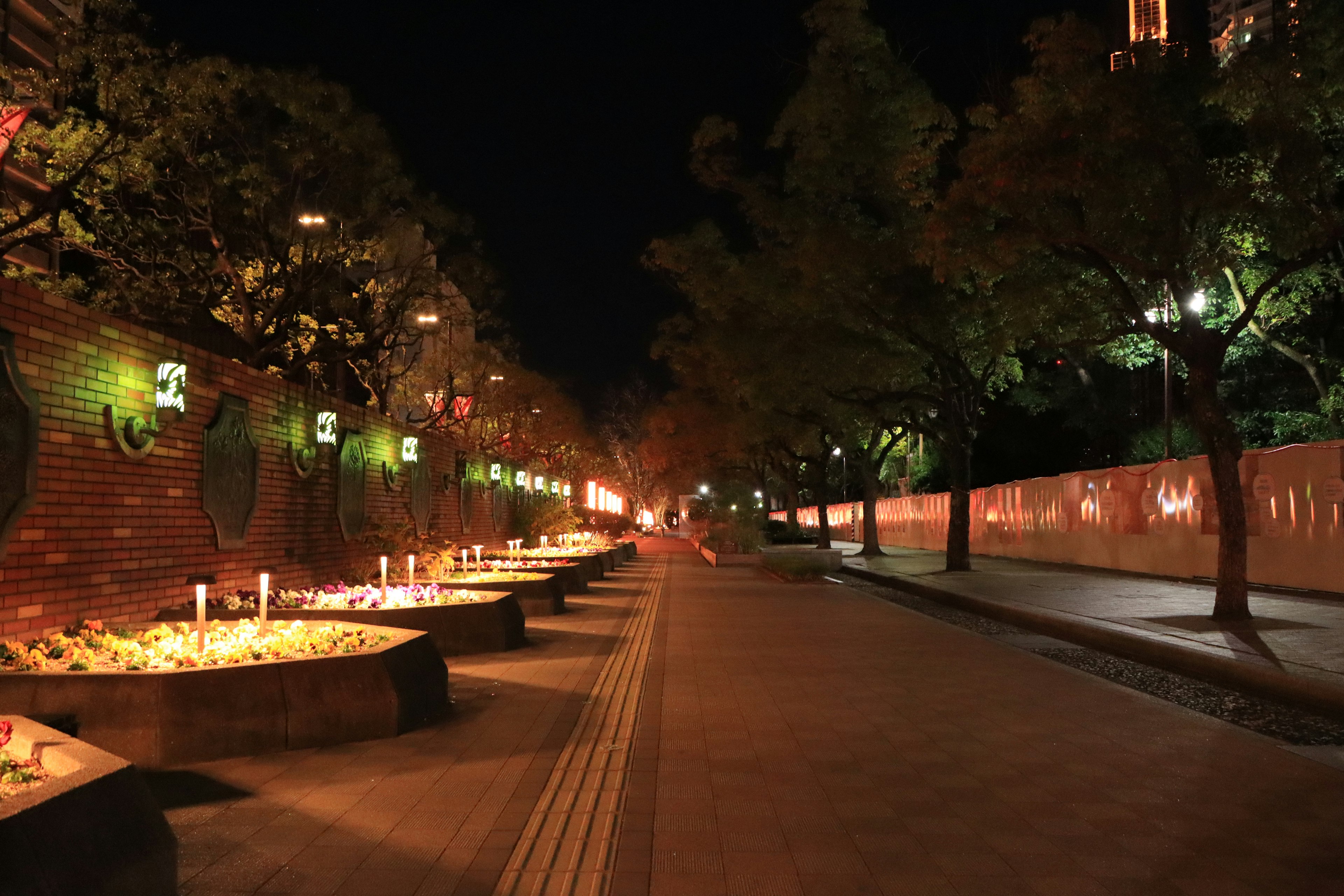 夜の公園の歩道に並ぶ木々と照明