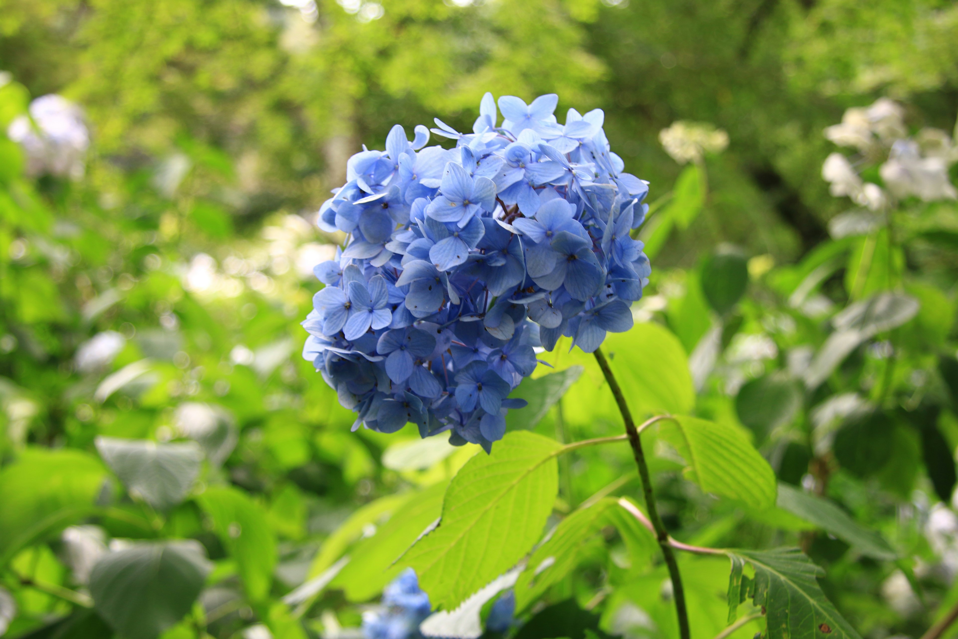 Blue hydrangea flower blooming among green leaves