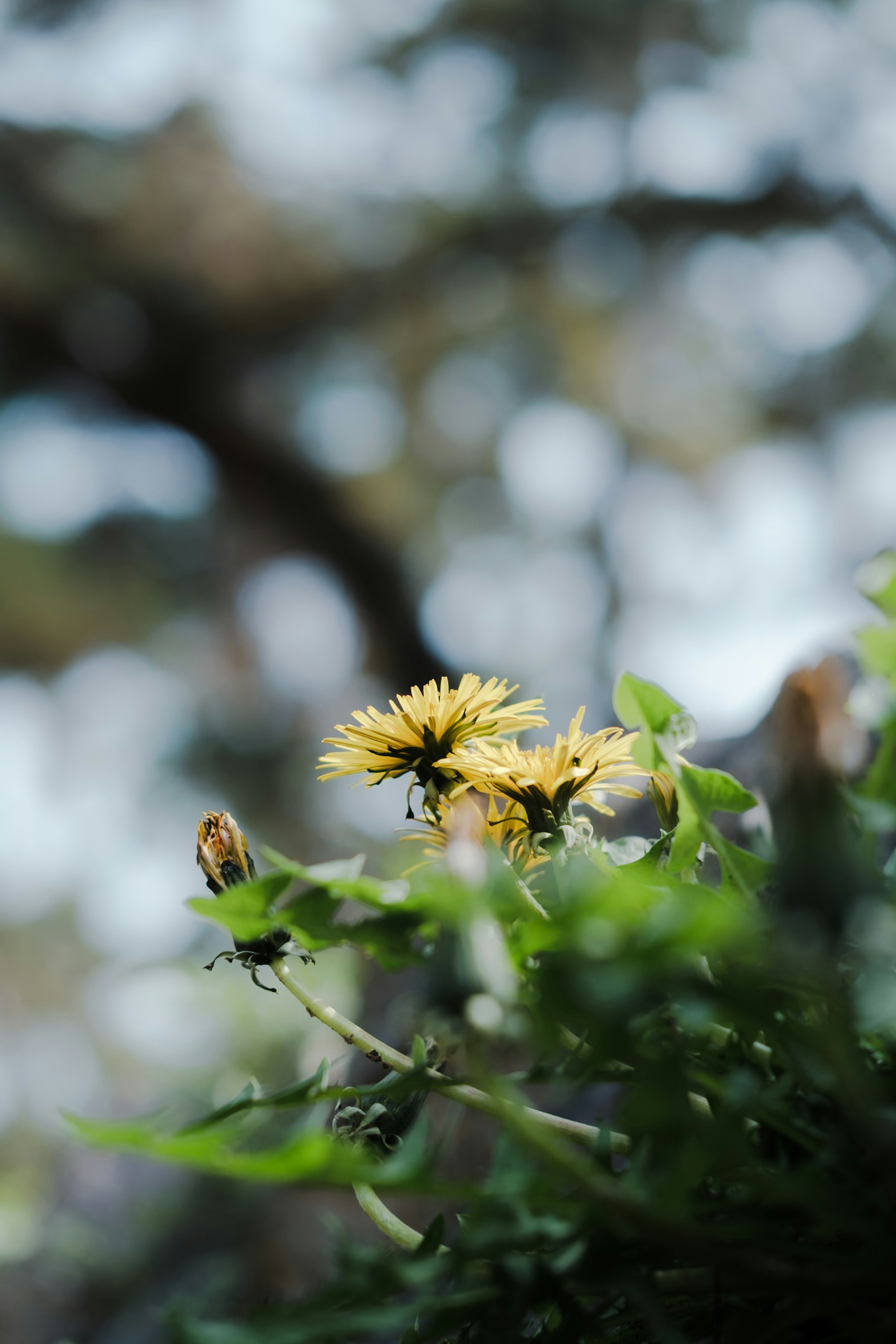 黄色い花が緑の葉の間から見えるぼんやりした背景