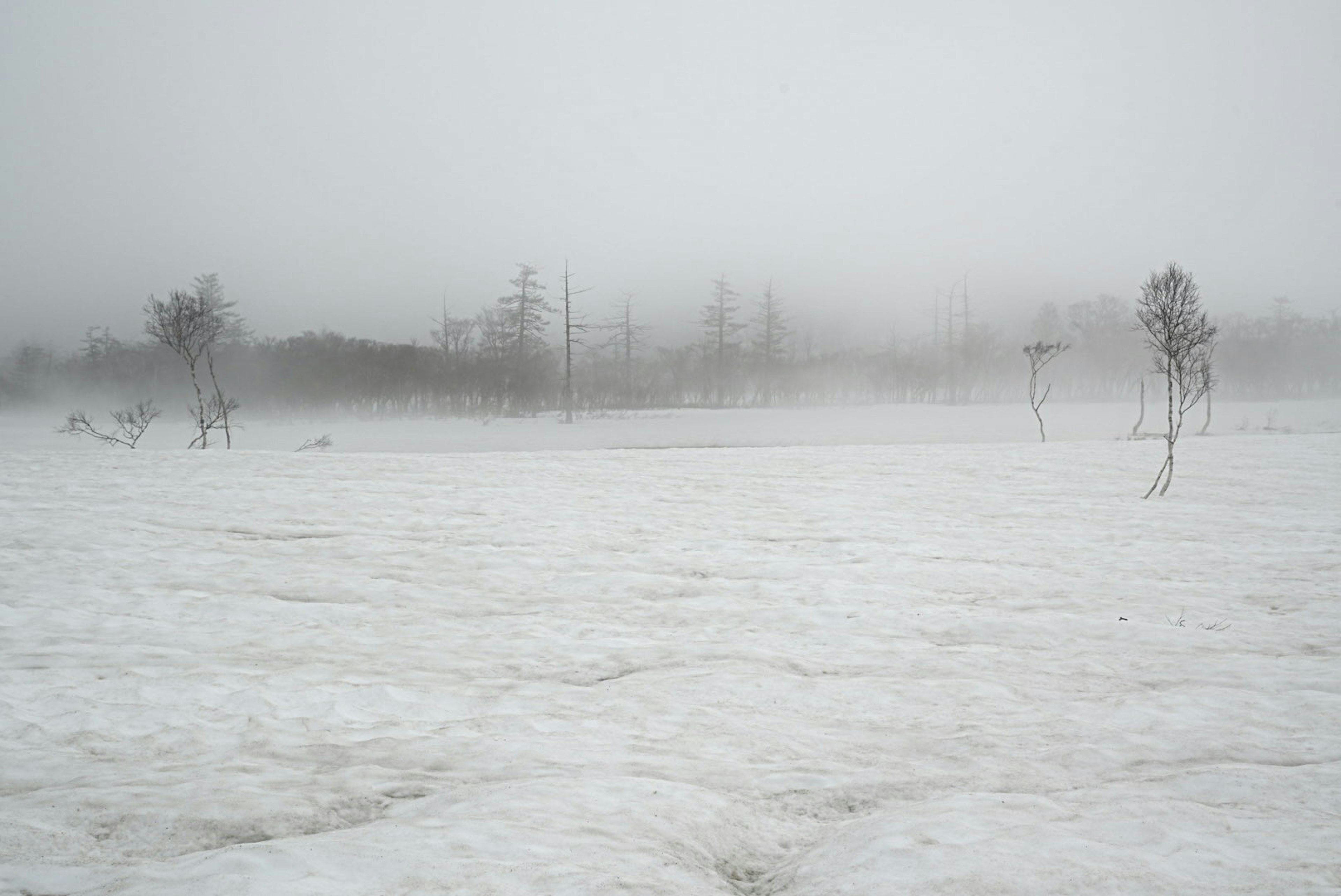 Un paisaje cubierto de nieve y niebla con árboles dispersos