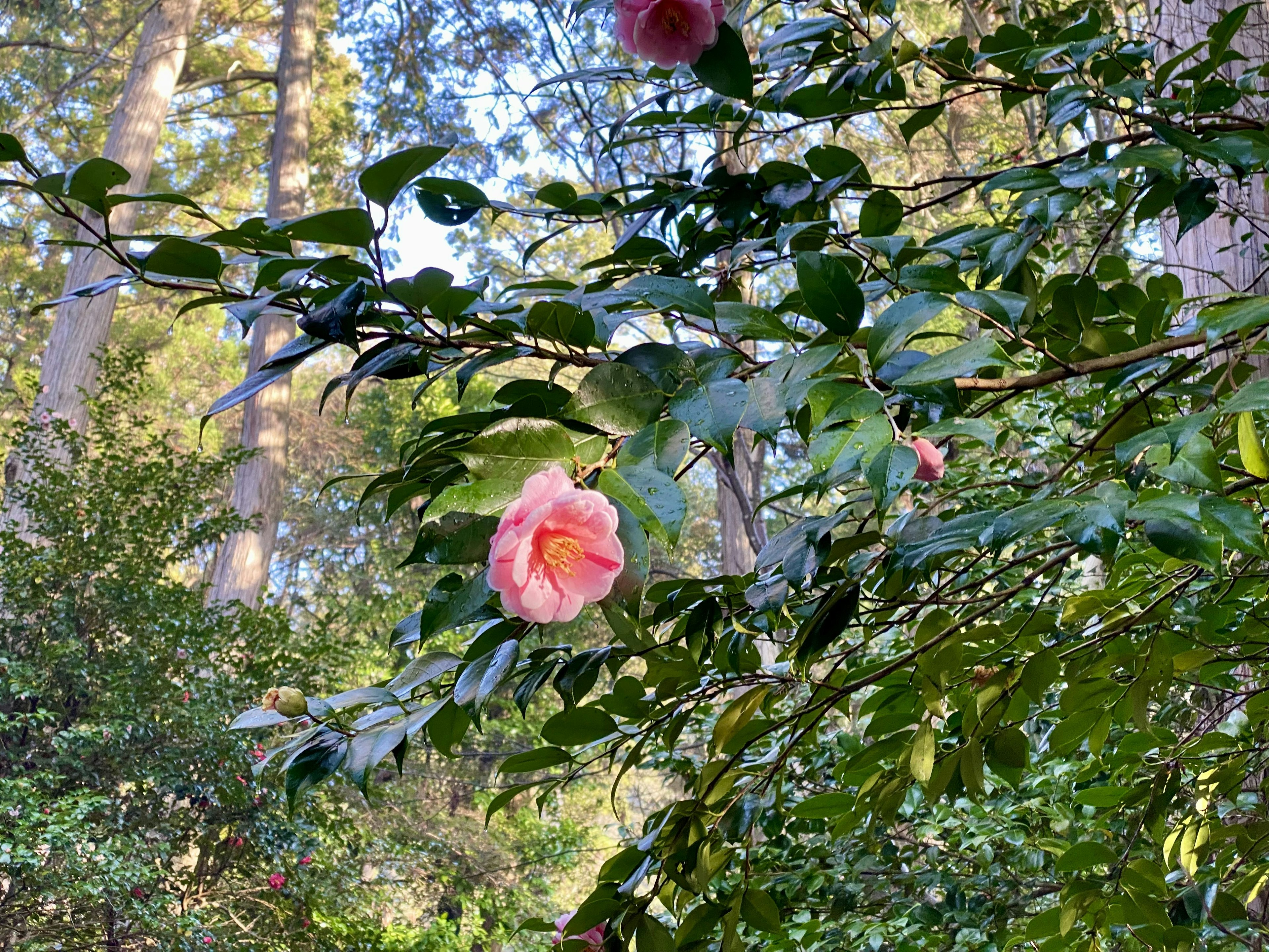 Pink camellia flower surrounded by green leaves in a forest