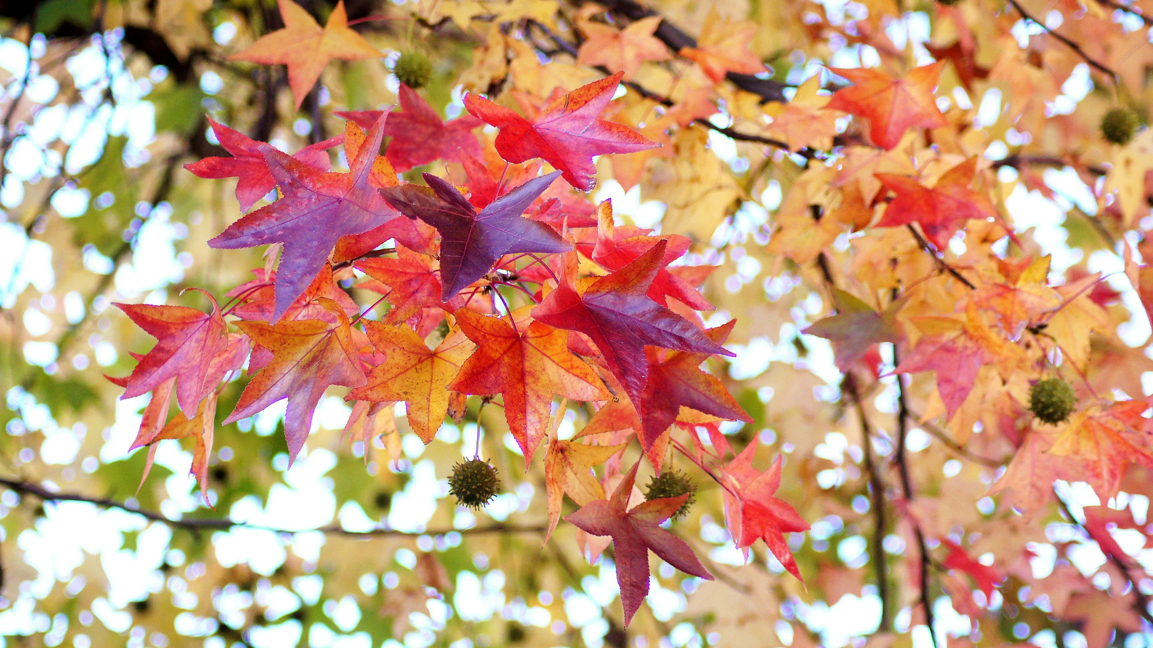 Hojas de otoño coloridas colgando de las ramas