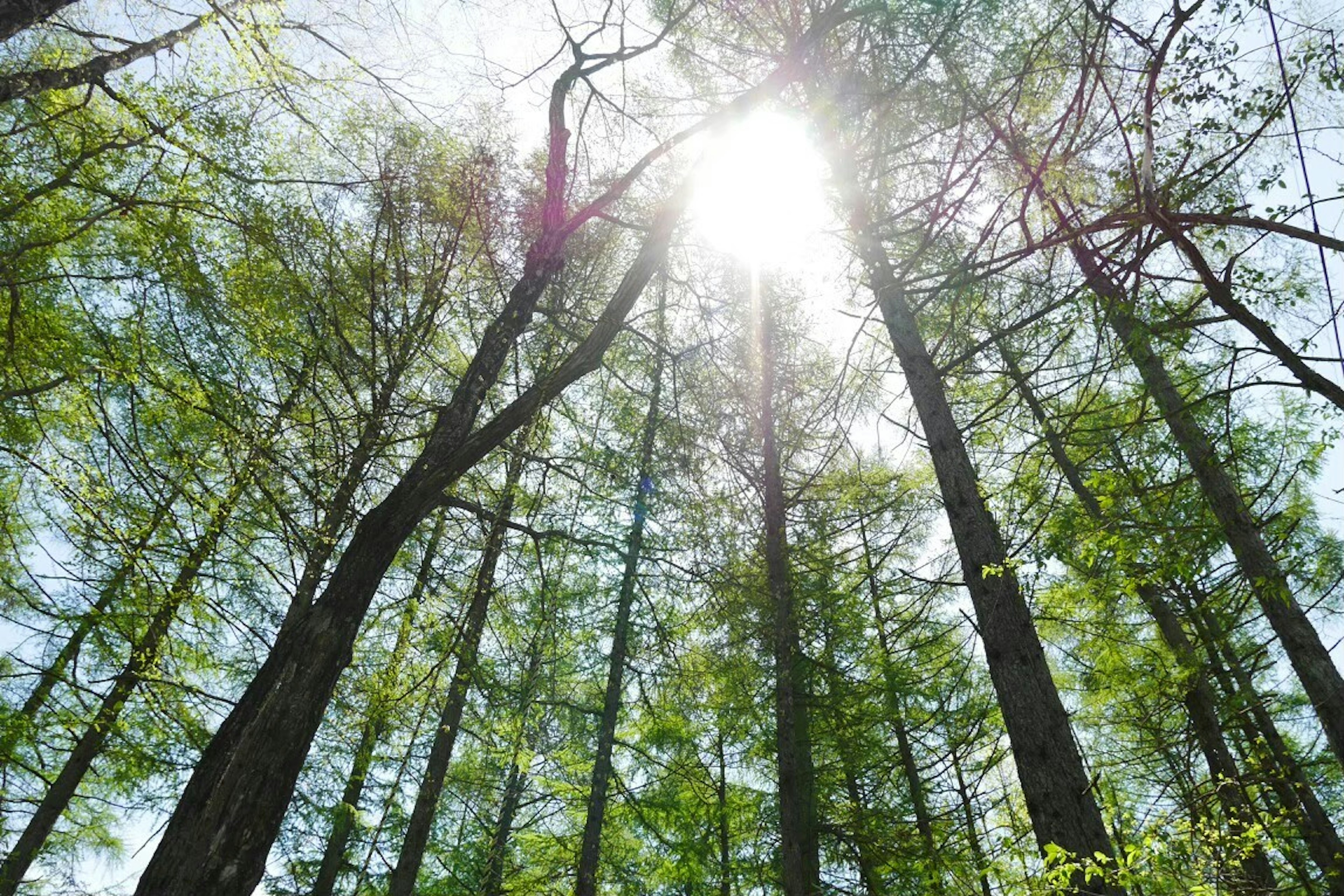 青々とした木々の間から差し込む太陽光