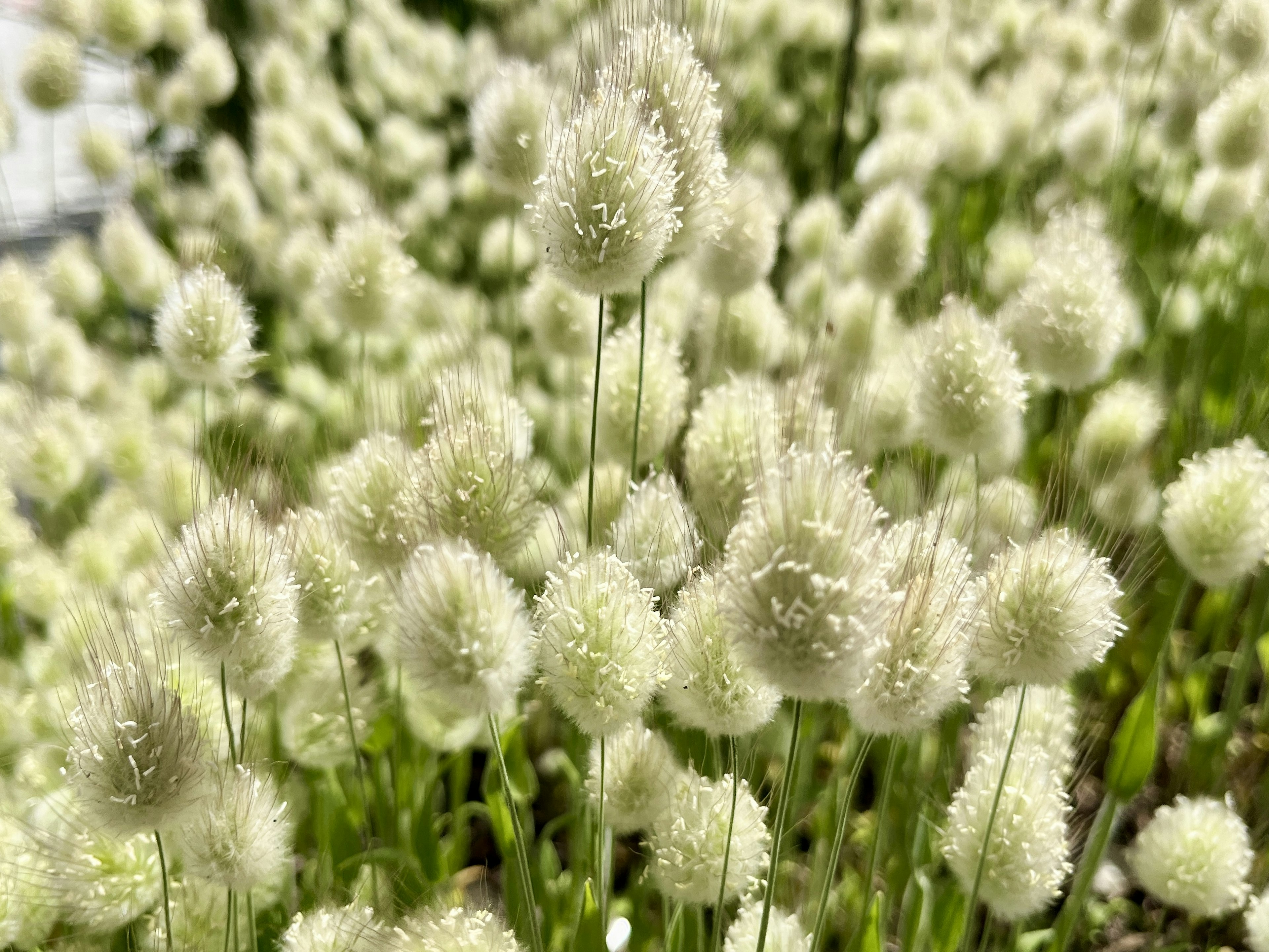 Un fitto gruppo di fiori bianchi in un ambiente soleggiato