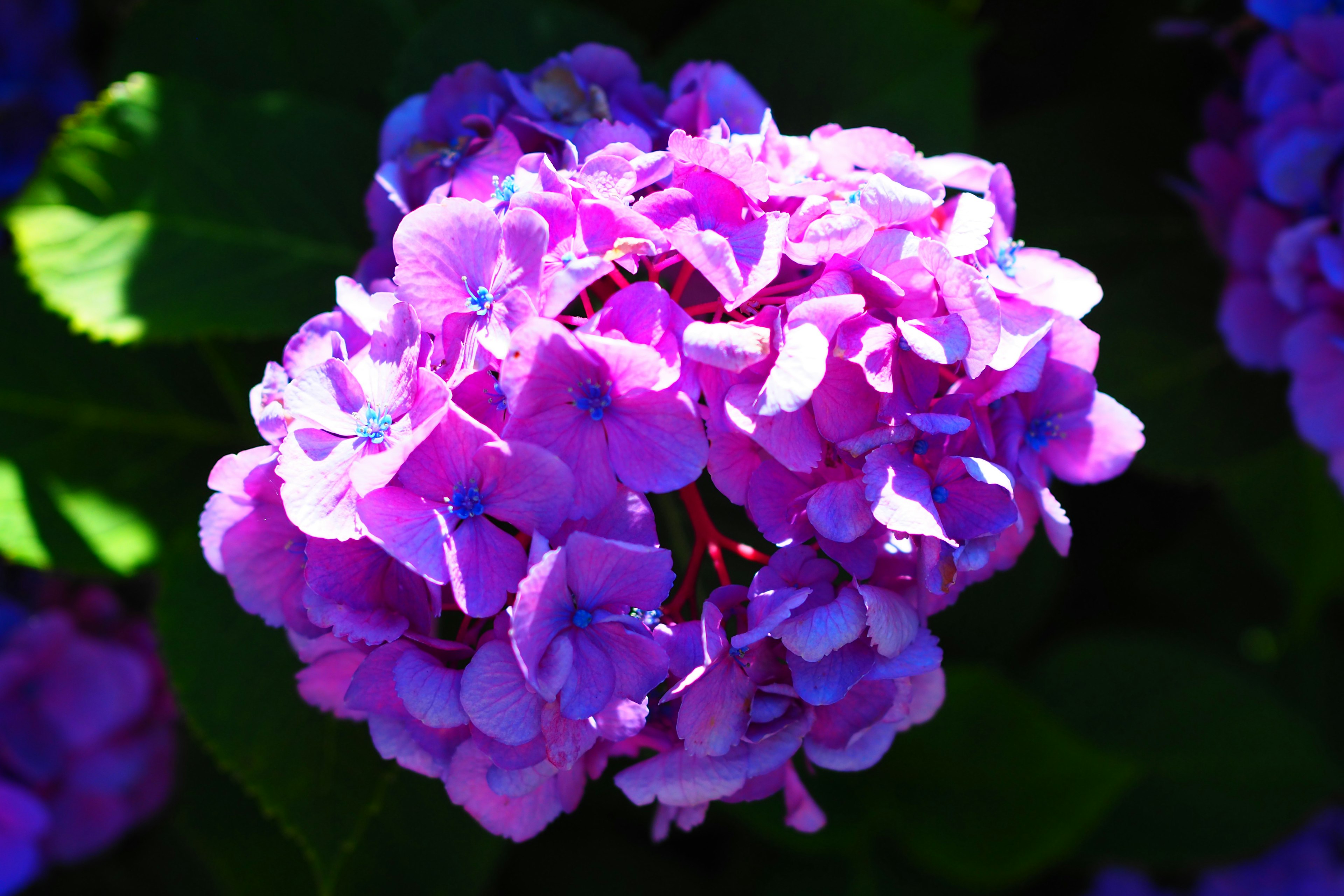 Lebendige lila Hortensie blüht