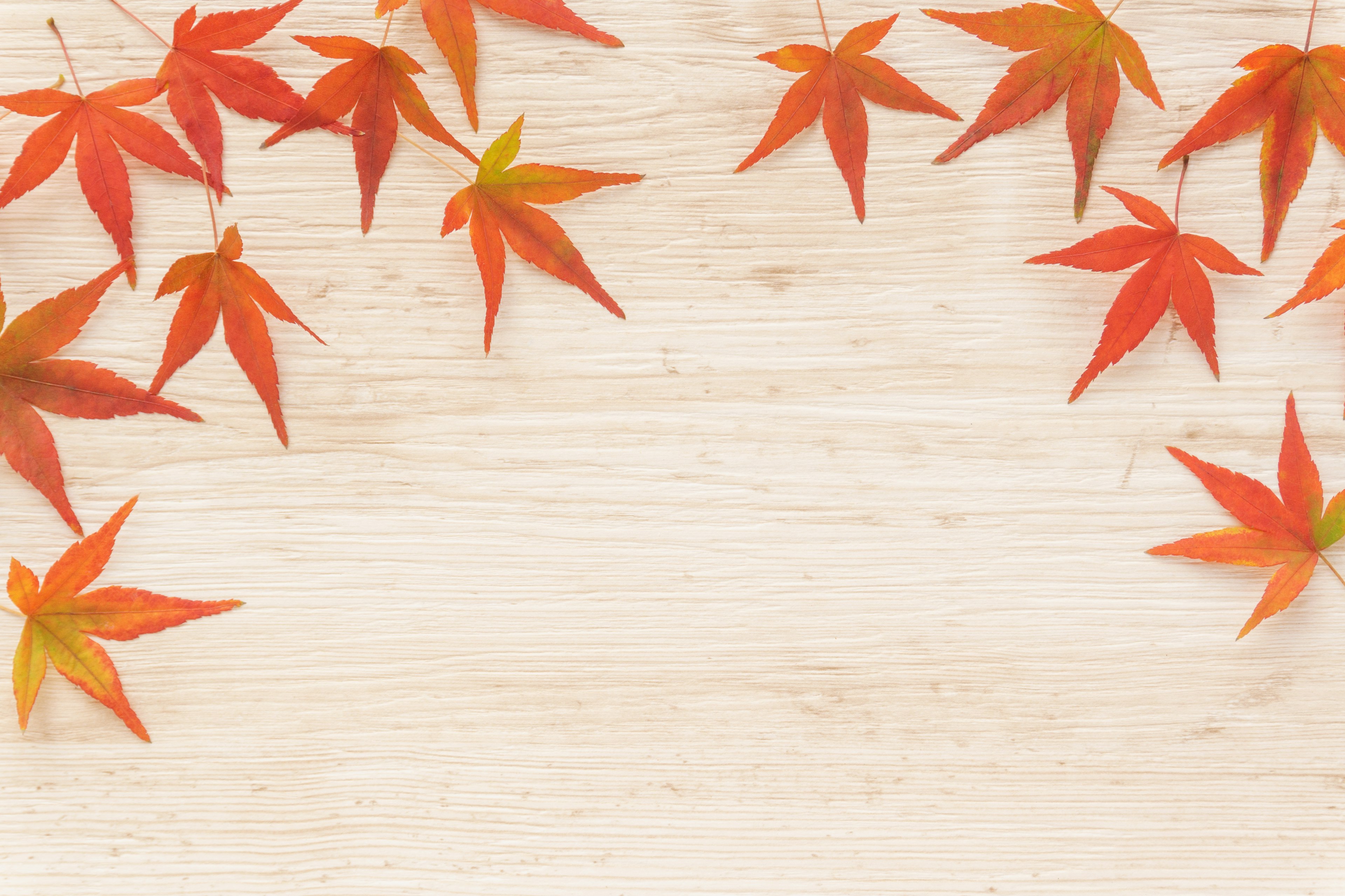 Maple leaves in shades of red and orange on a wooden background