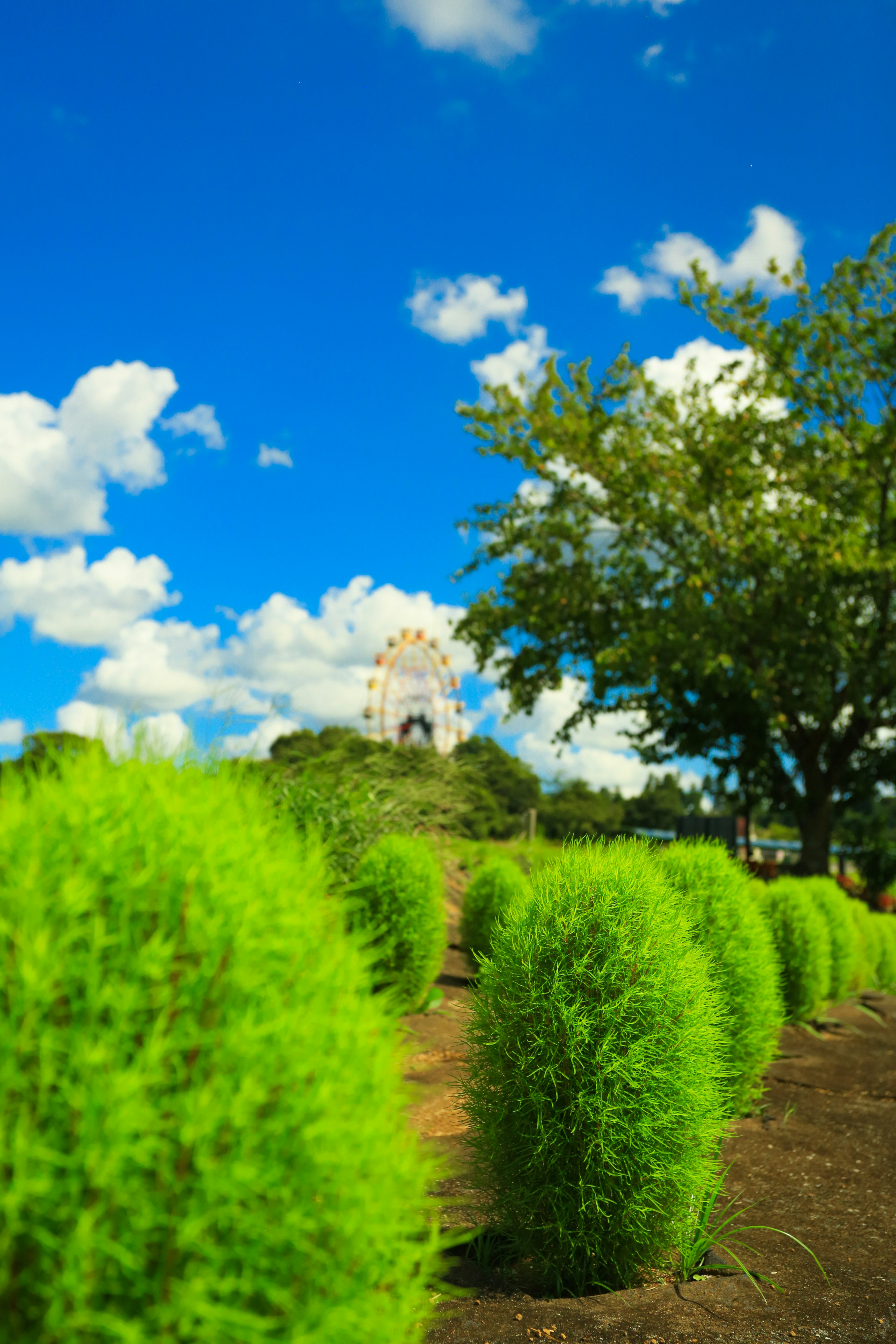 Paysage avec des buissons ronds verts sous un ciel bleu avec des nuages blancs