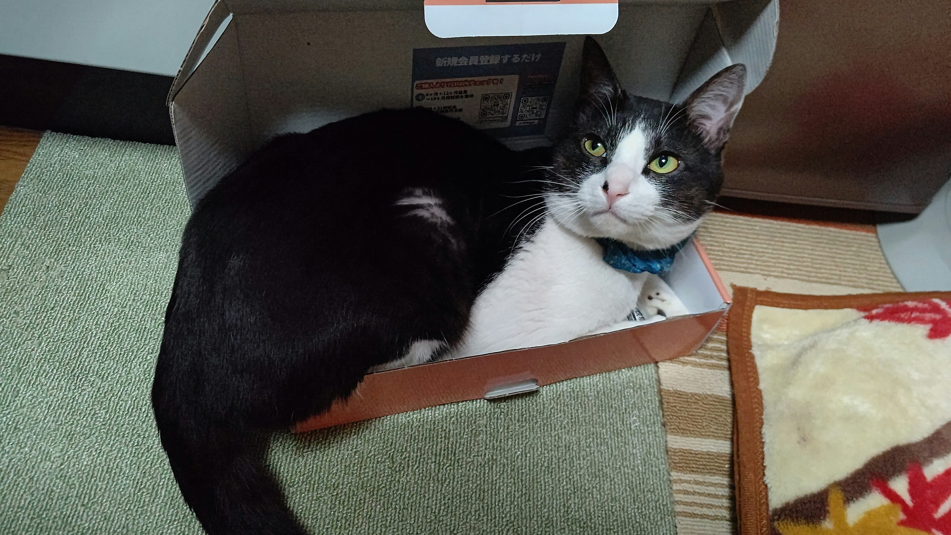 Black and white cat lying in a small box