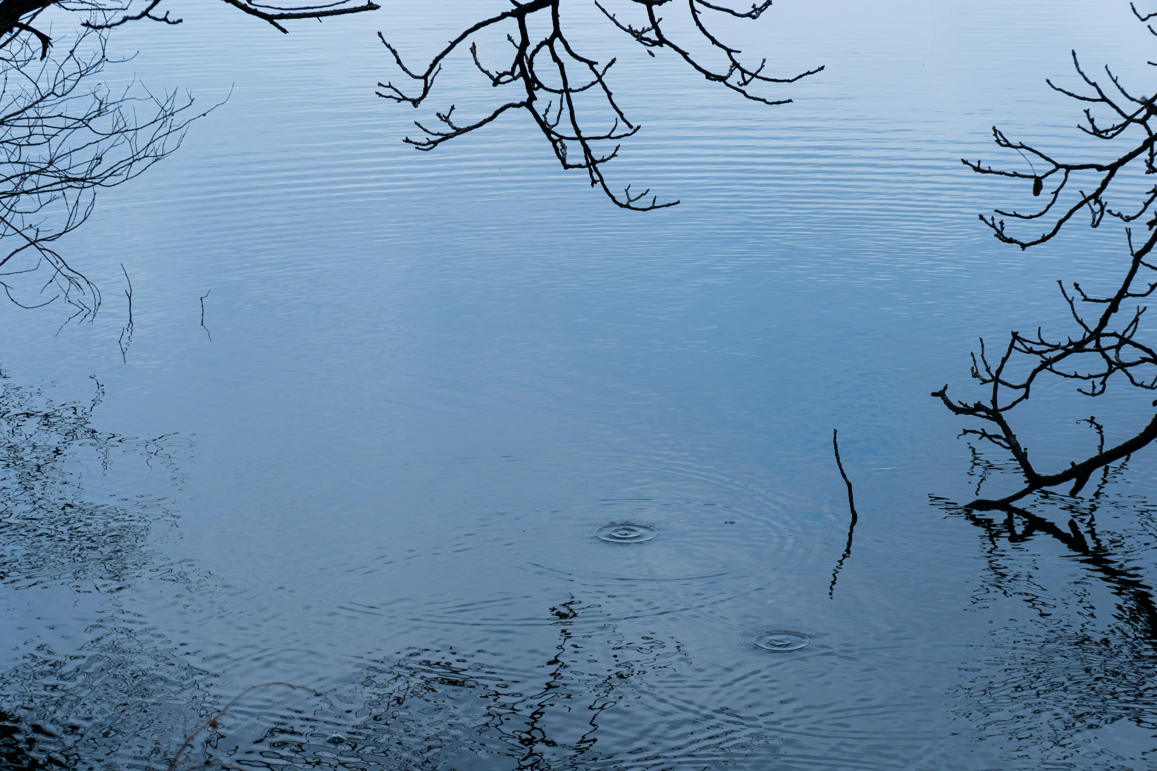 Surface d'eau calme reflétant des branches d'arbres et des teintes bleues