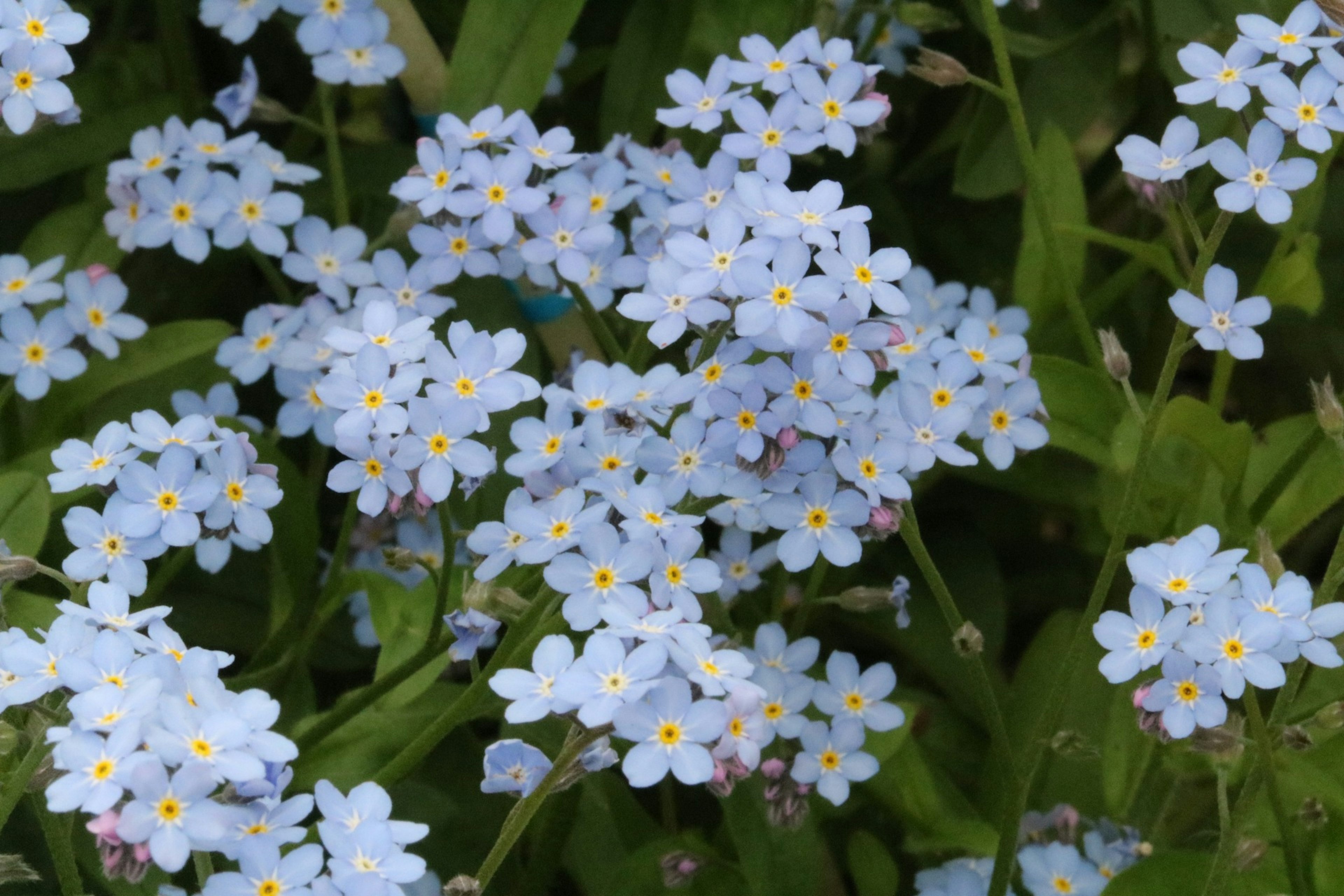 A cluster of delicate blue flowers with yellow centers