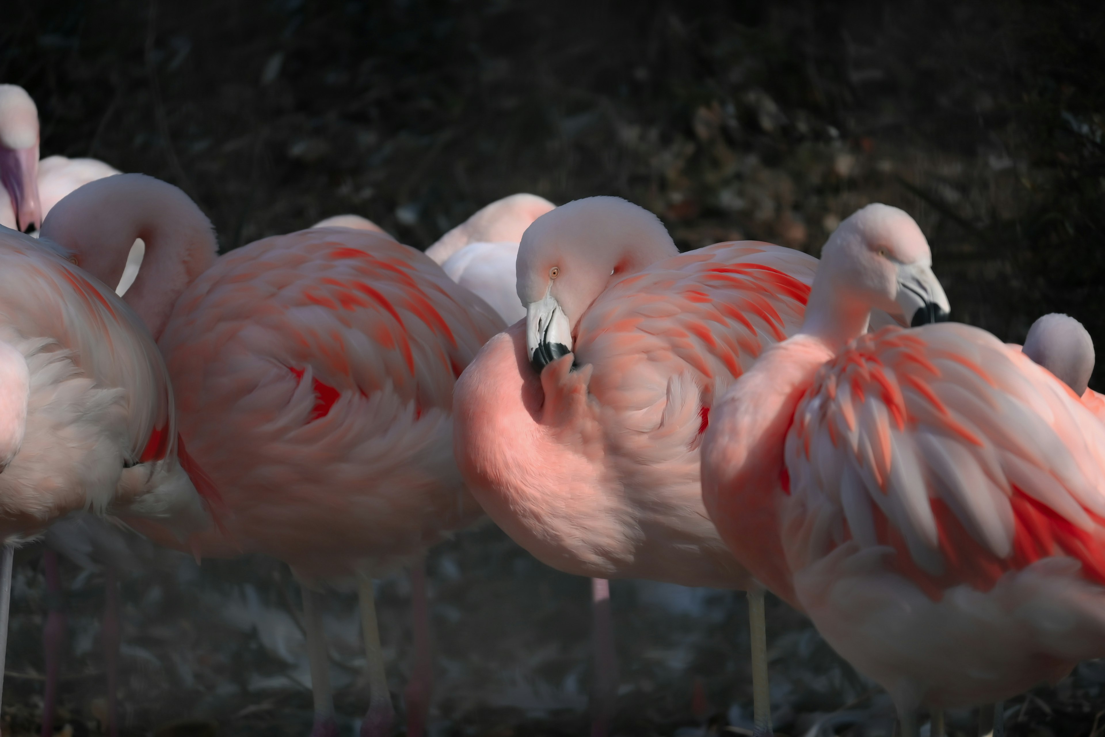 Un groupe de flamants roses se tenant ensemble