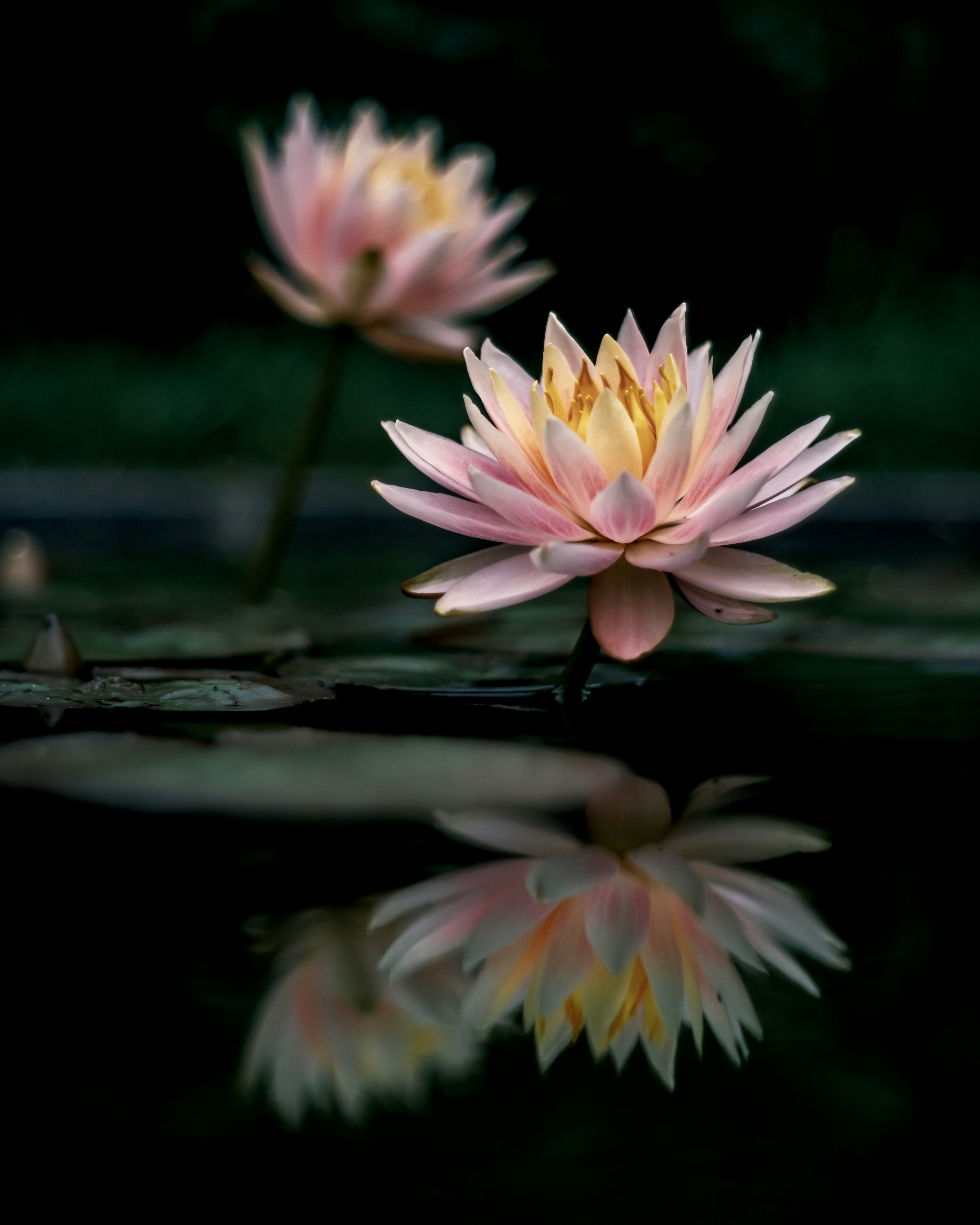 Magnifiques fleurs de lotus se reflétant sur la surface de l'eau