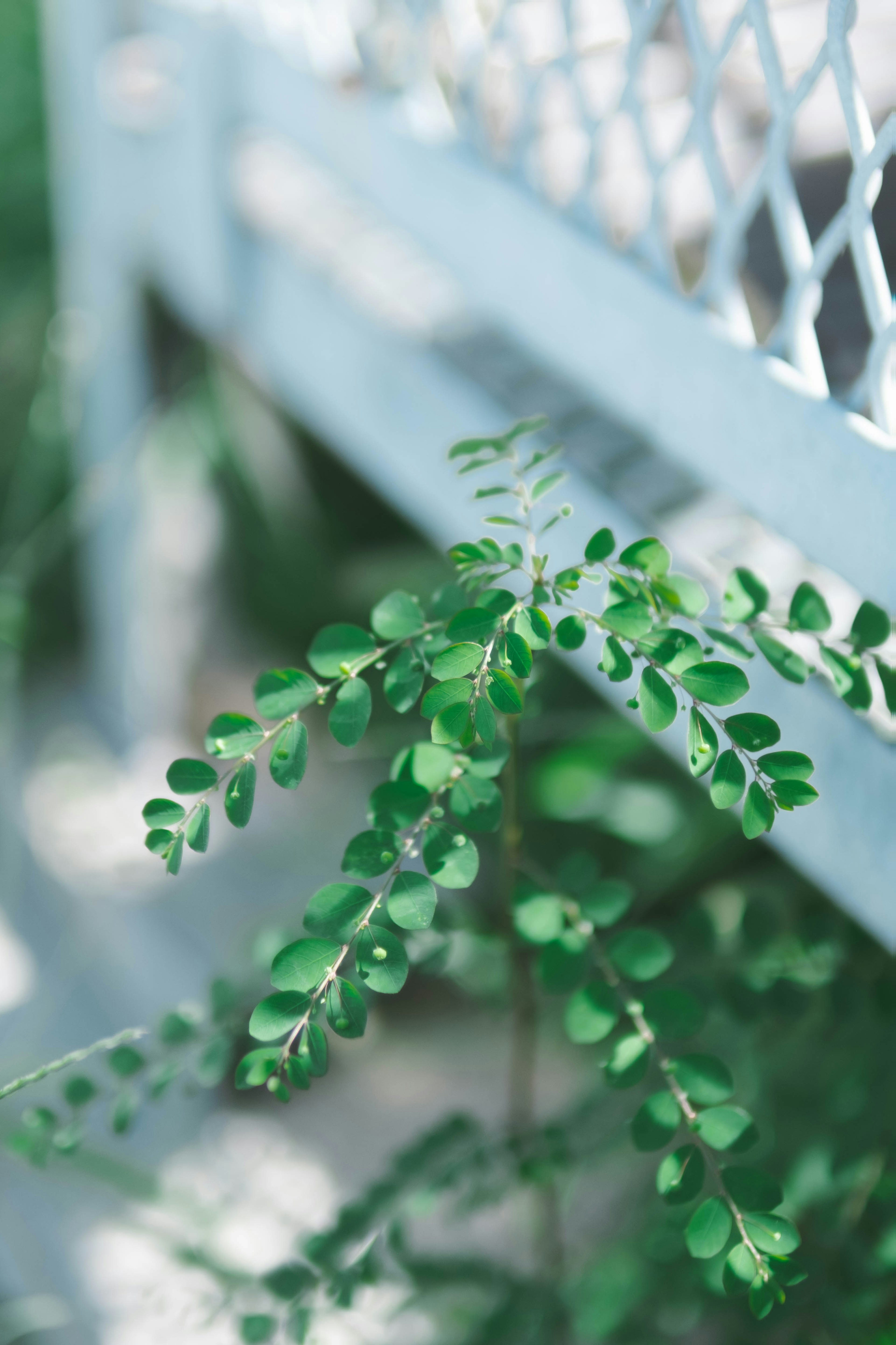 緑の葉が特徴的な植物のクローズアップ写真 背景には白いフェンスが見える