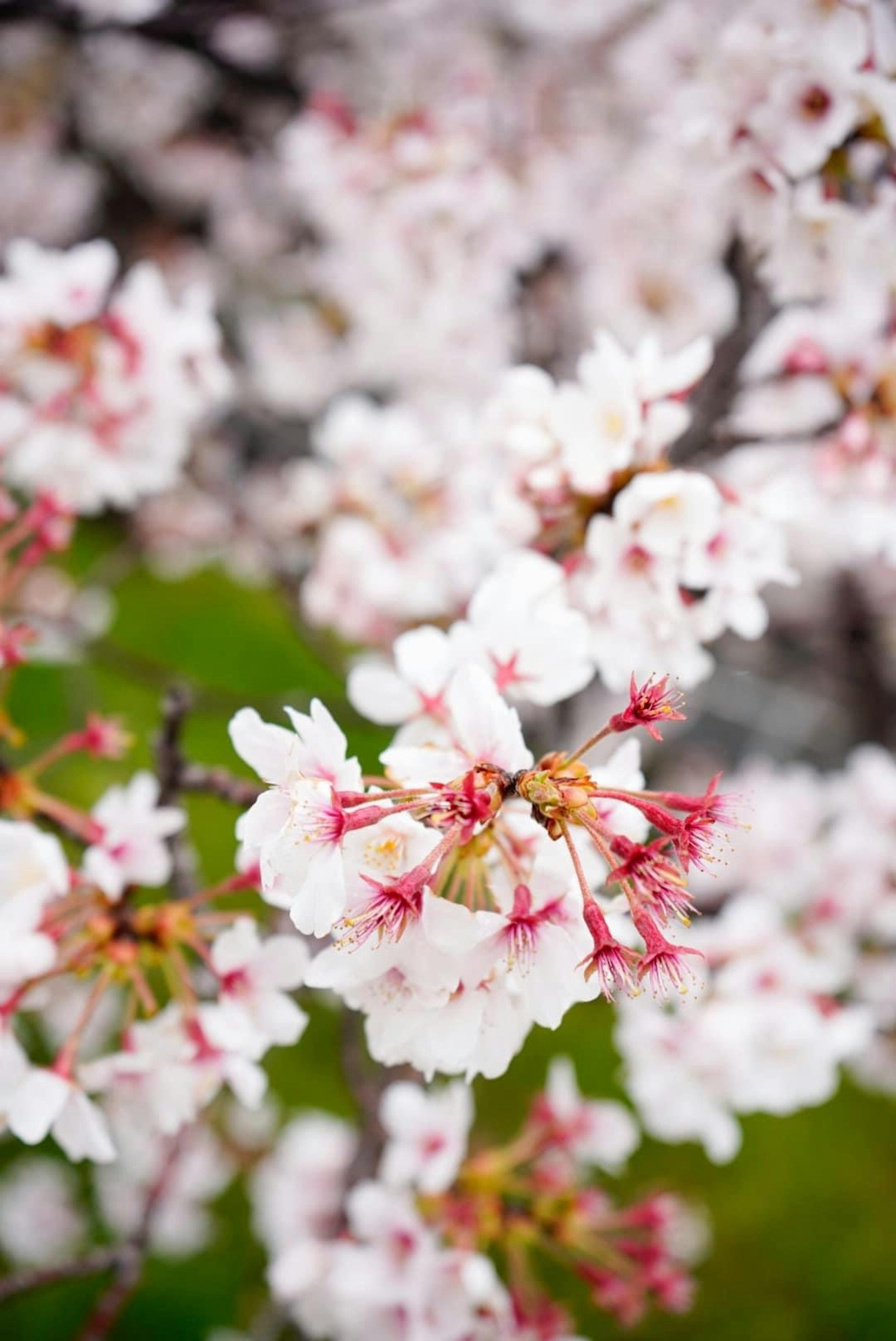 桜の花が咲いている枝のクローズアップで白とピンクの花びらが美しい