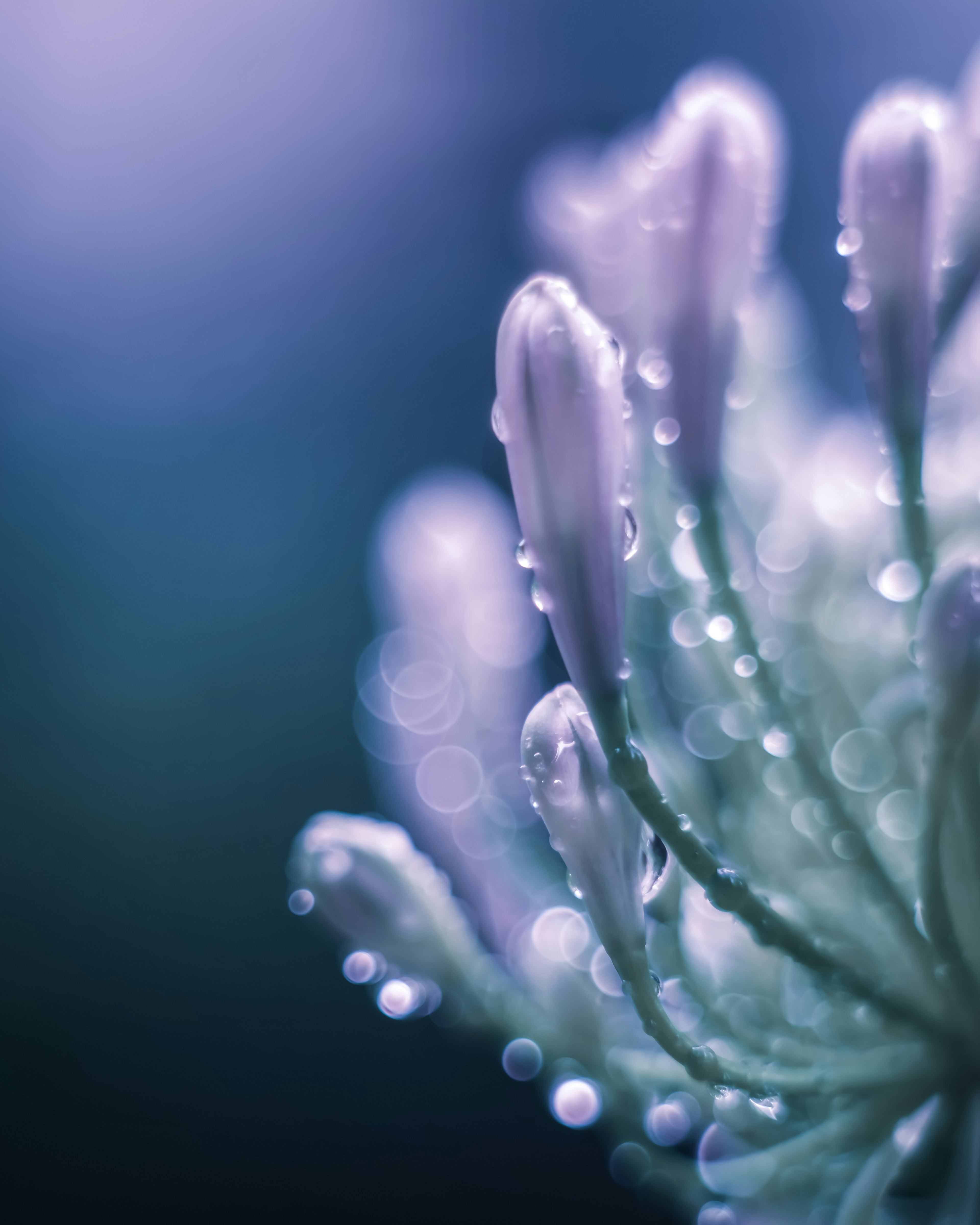 Primo piano di boccioli di fiori con gocce d'acqua sfondo sfocato bello