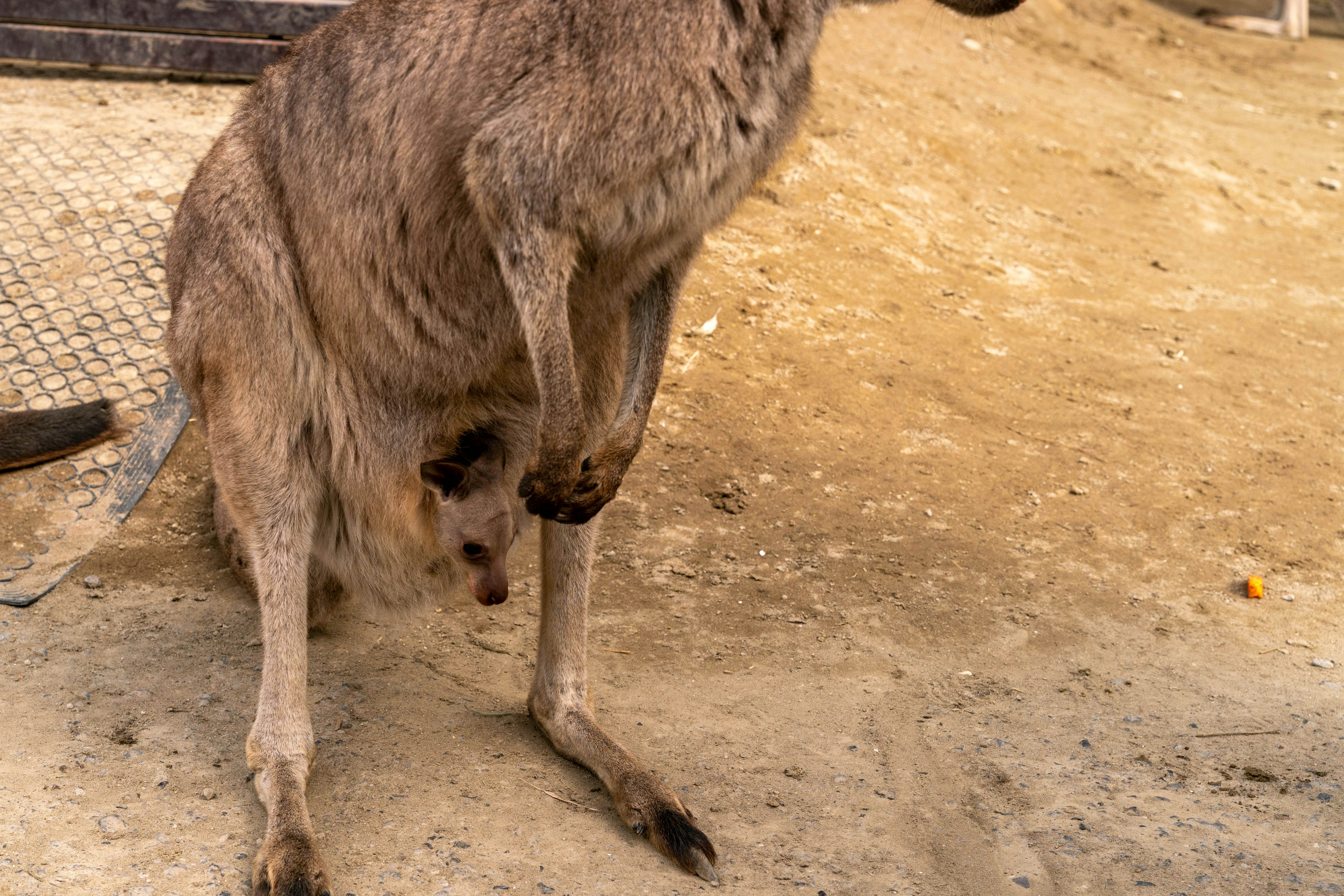 Canguro con una cría en su bolsa sobre suelo arenoso