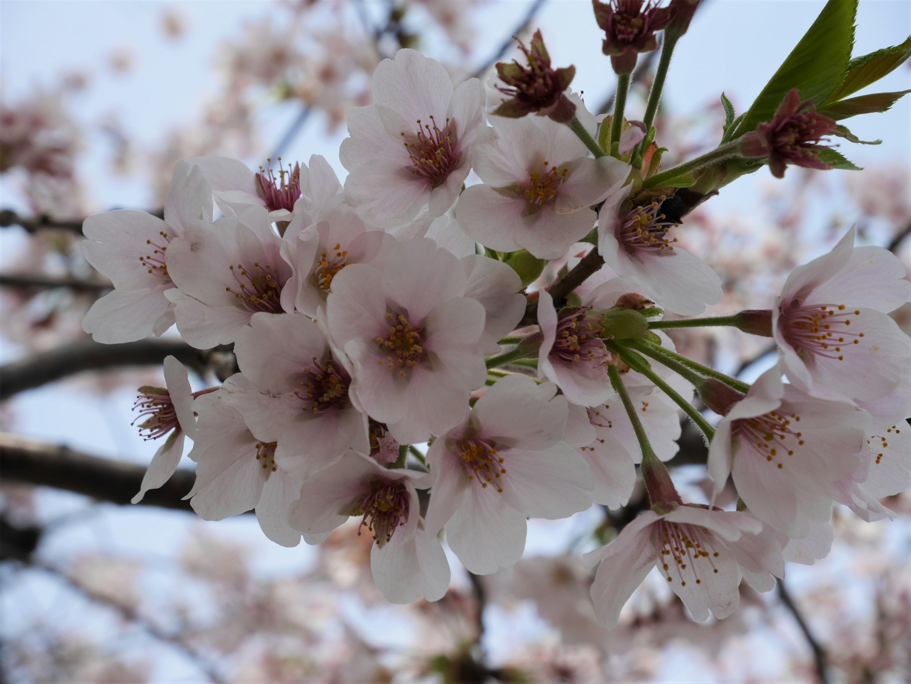 Close-up of cherry blossom flowers on a branch