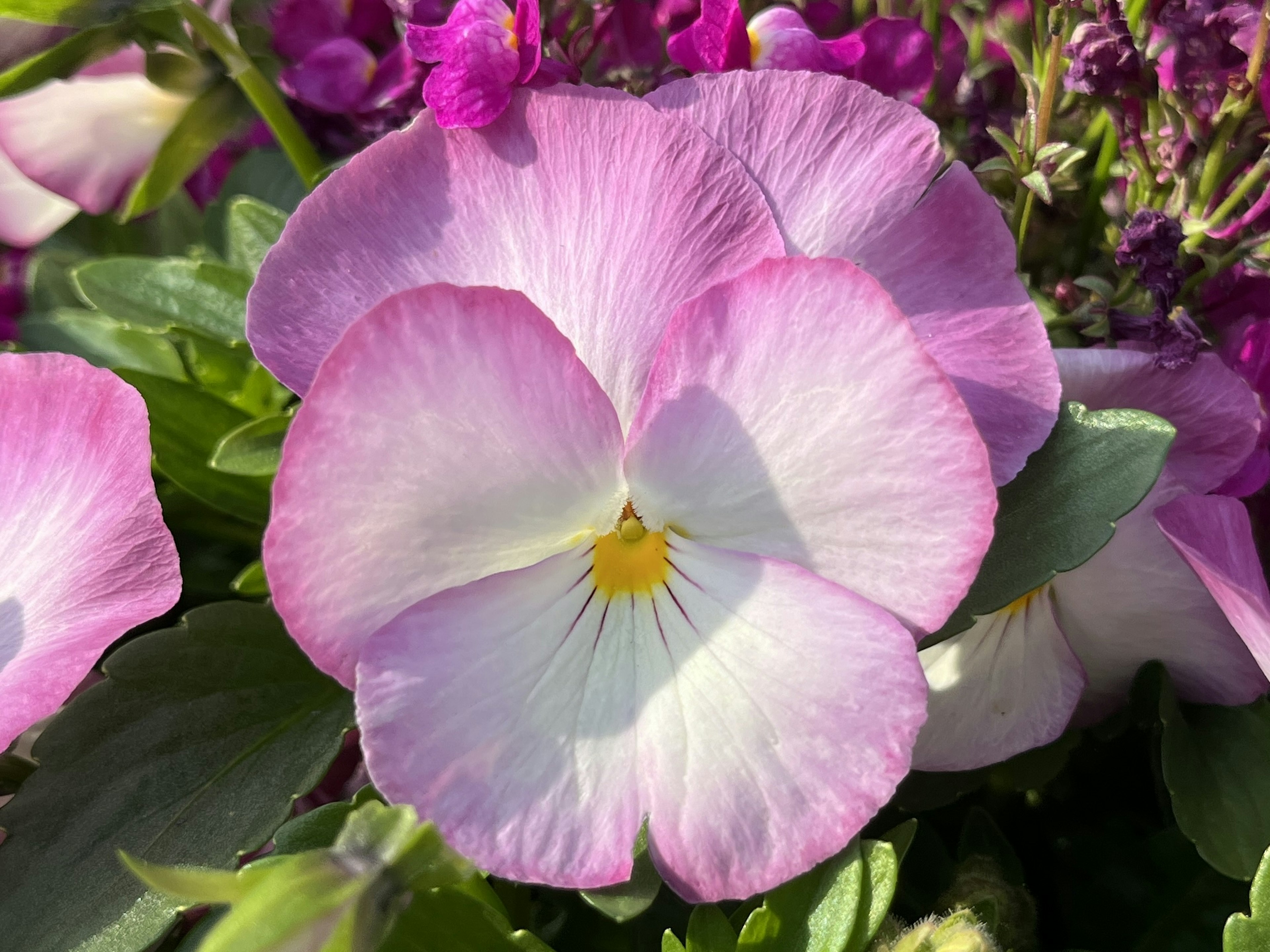 淡いピンクと白の花びらを持つビオラの花が中心に咲いている