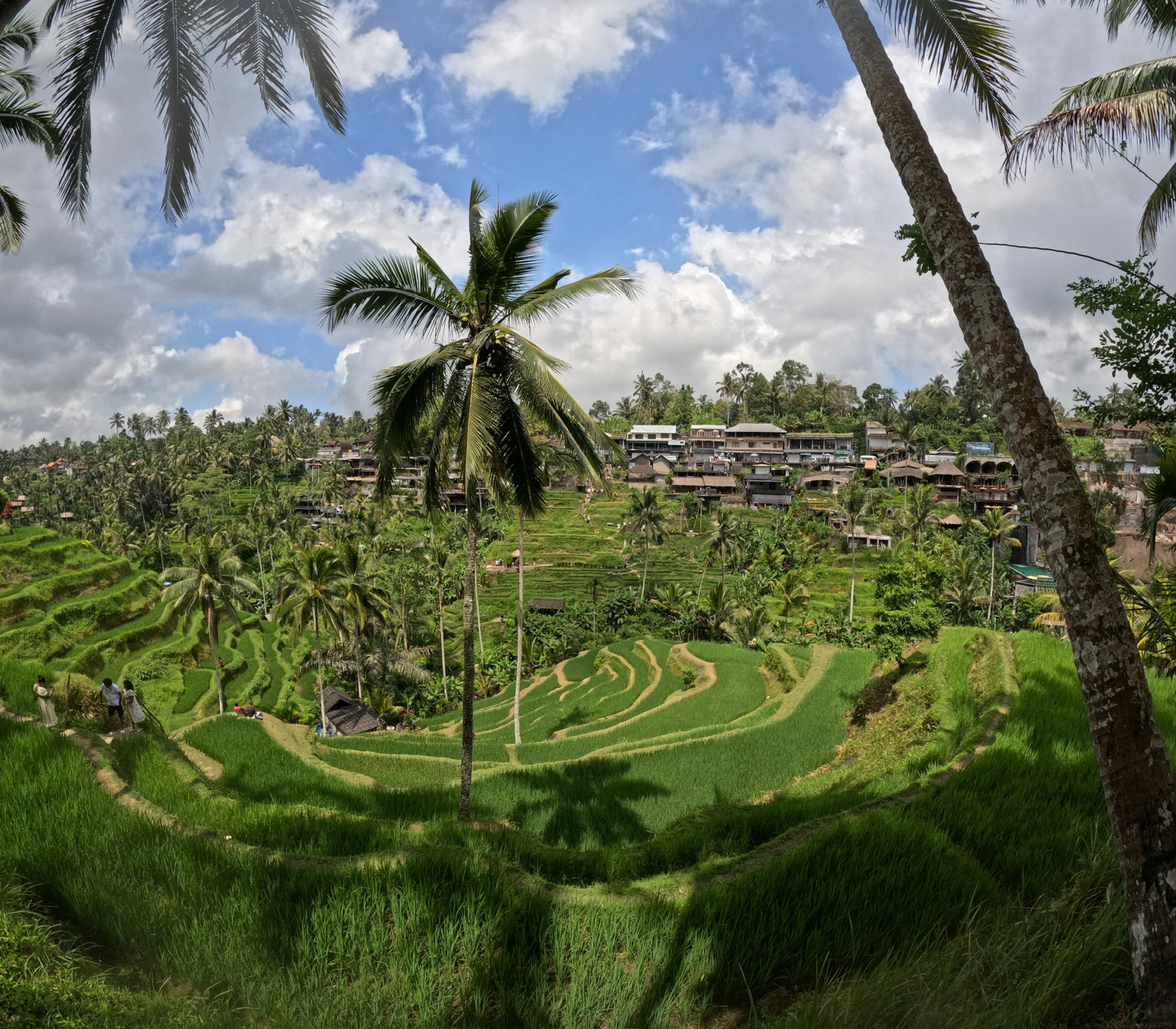 Bellissimo paesaggio di risaie a terrazza a Bali sotto un cielo blu con nuvole bianche e campi verdi lussureggianti