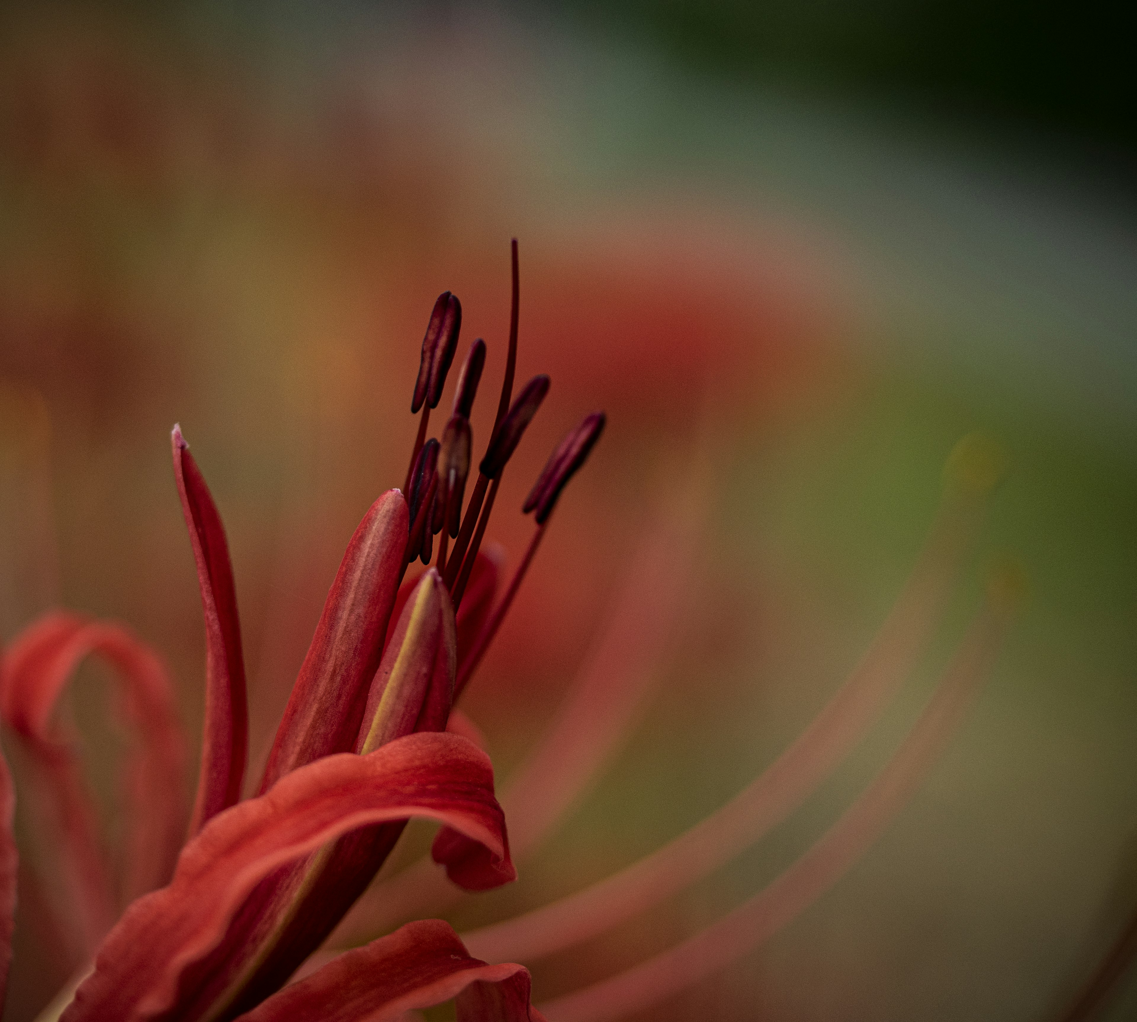 Nahaufnahme einer roten Blume mit zarten Blütenblättern und Staubblättern