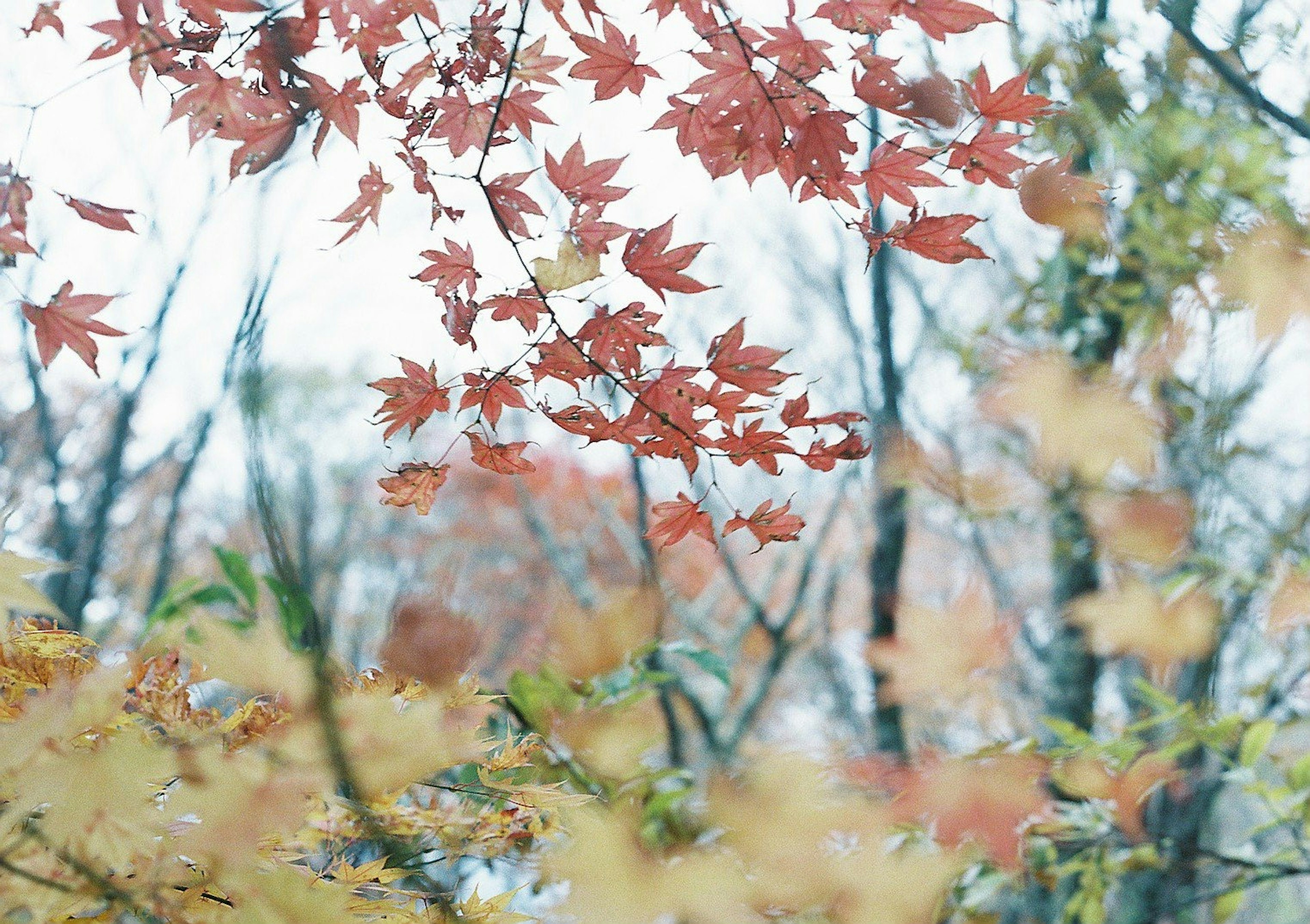 Herbstblätter in lebhaften roten und orangenen Farbtönen, die sanft schwingen