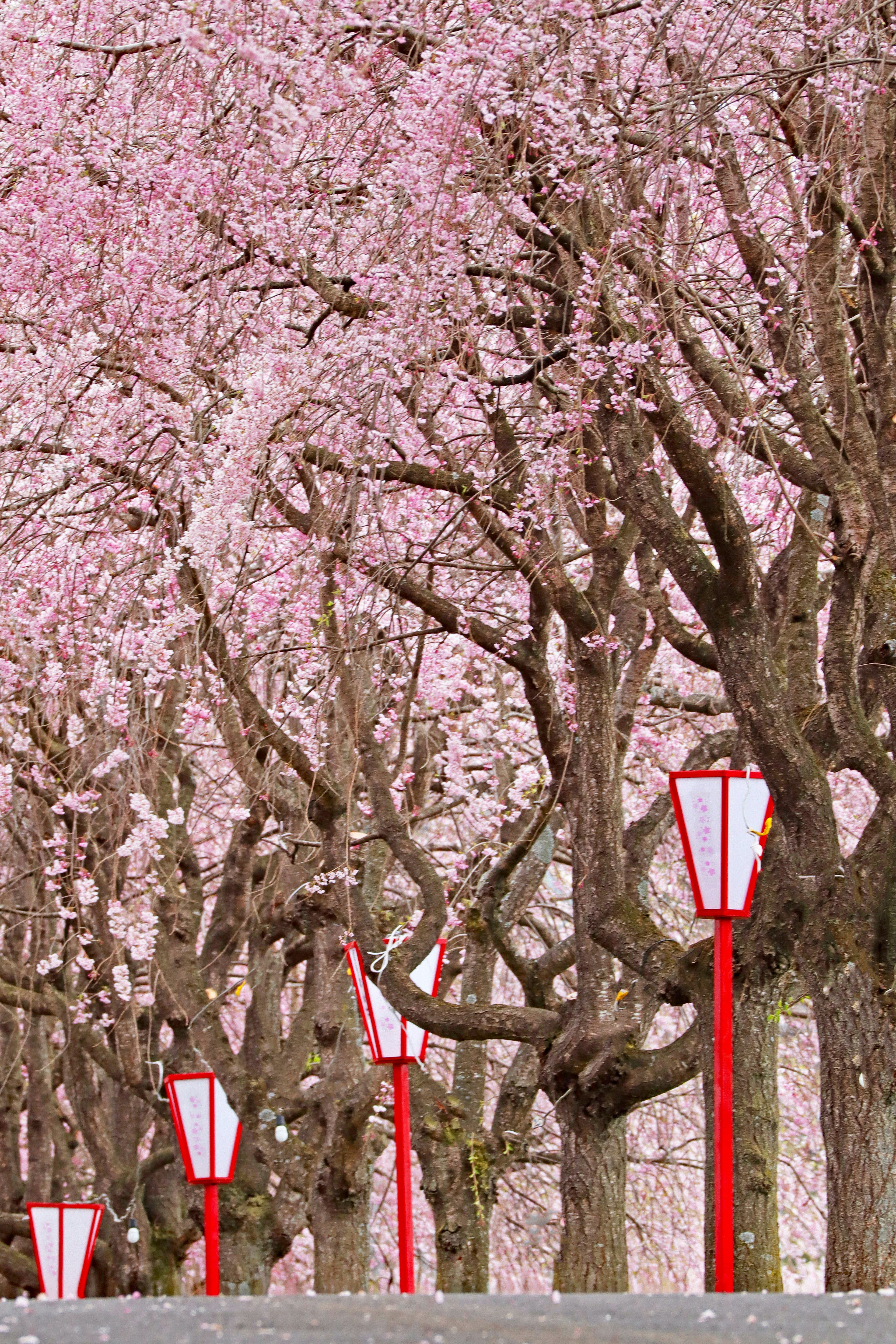 Cherry blossom trees lined with red lanterns