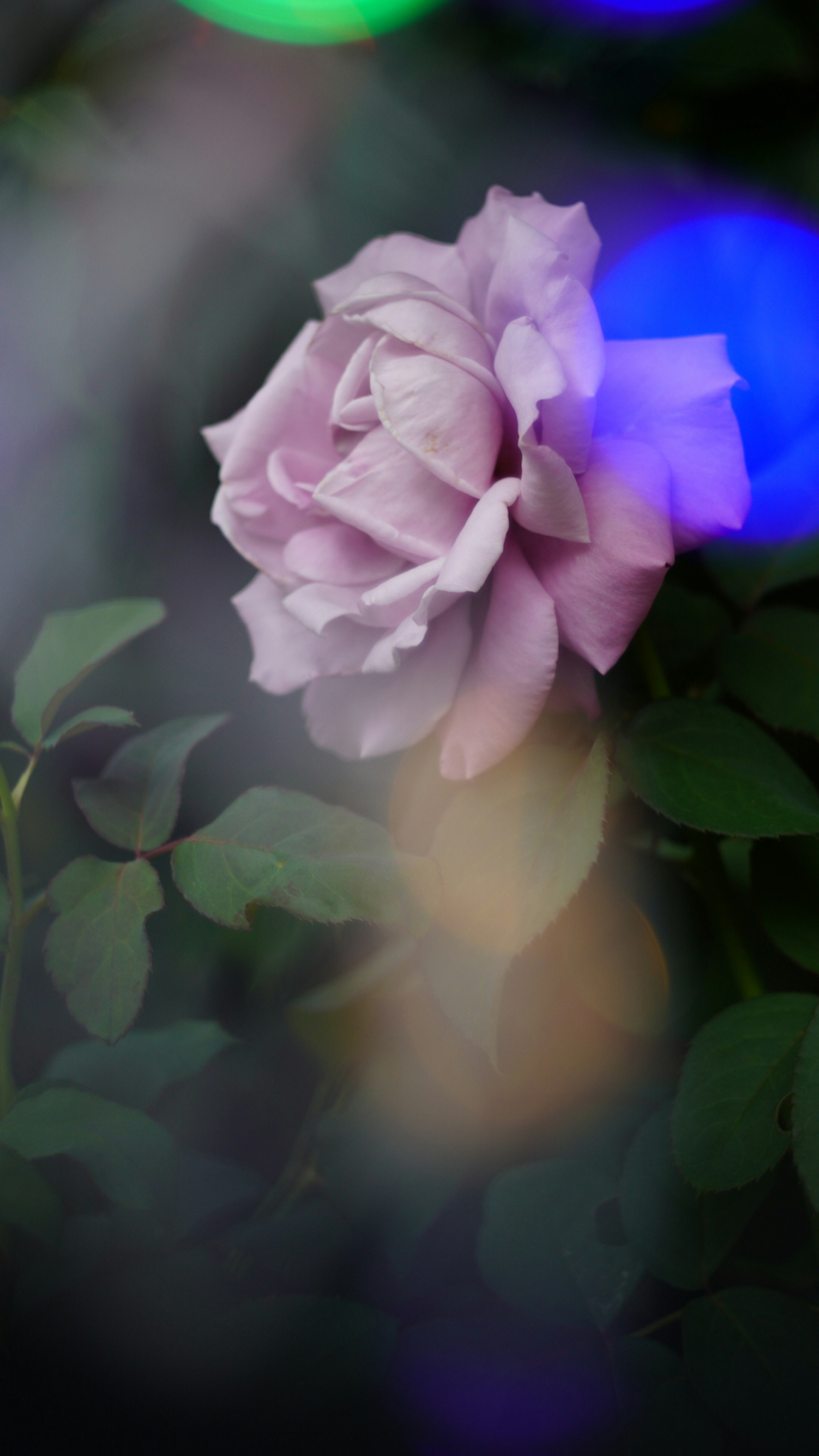 Una hermosa rosa rosa pálido rodeada de hojas