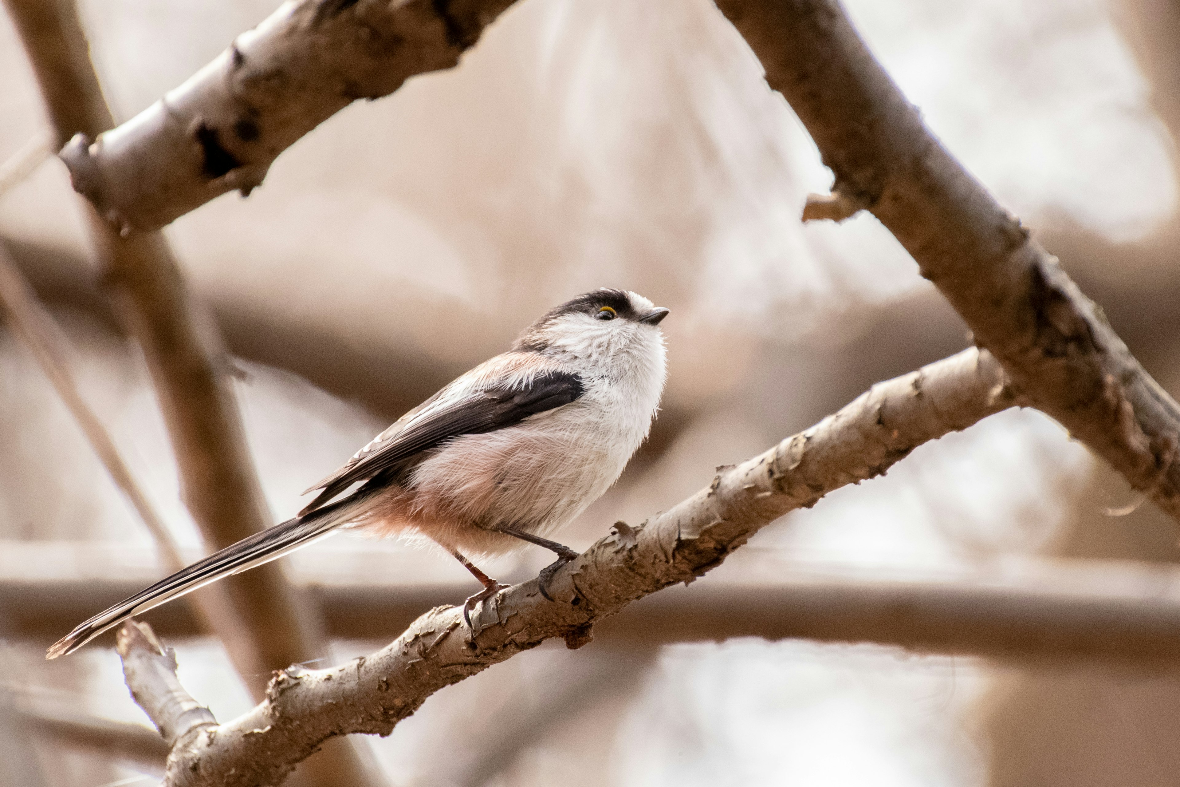 Ein kleiner Vogel, der auf einem Ast sitzt