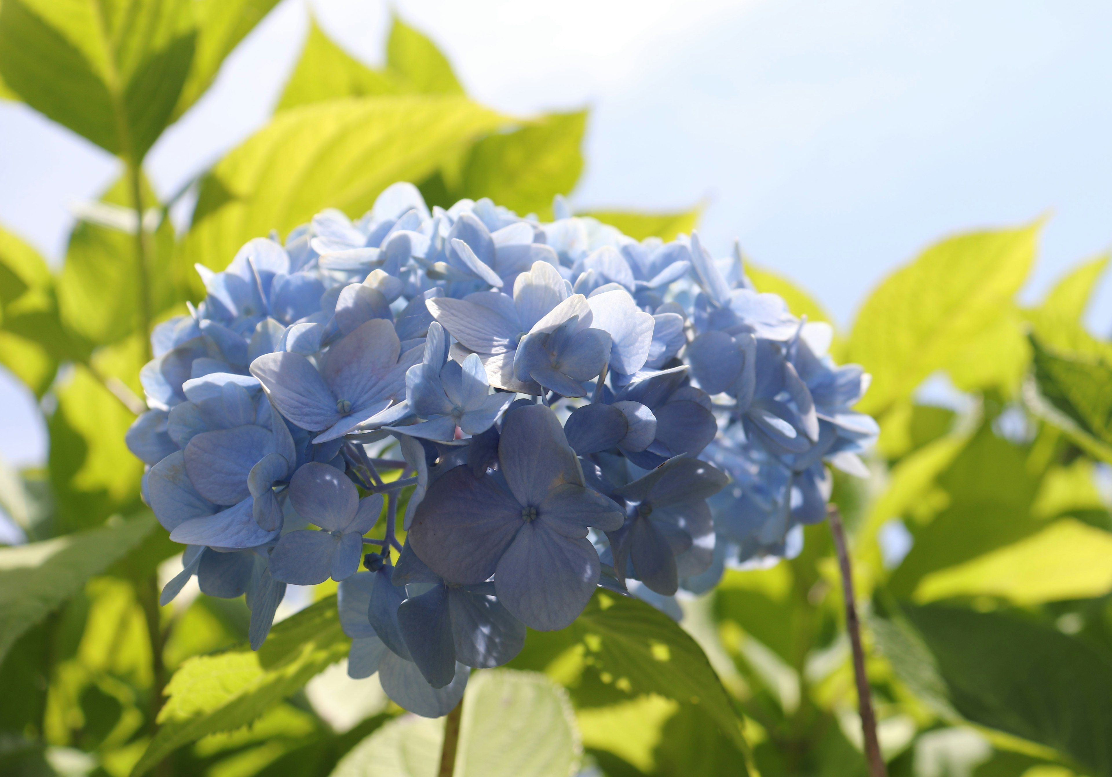 Blaue Hortensie mit grünen Blättern im Hintergrund