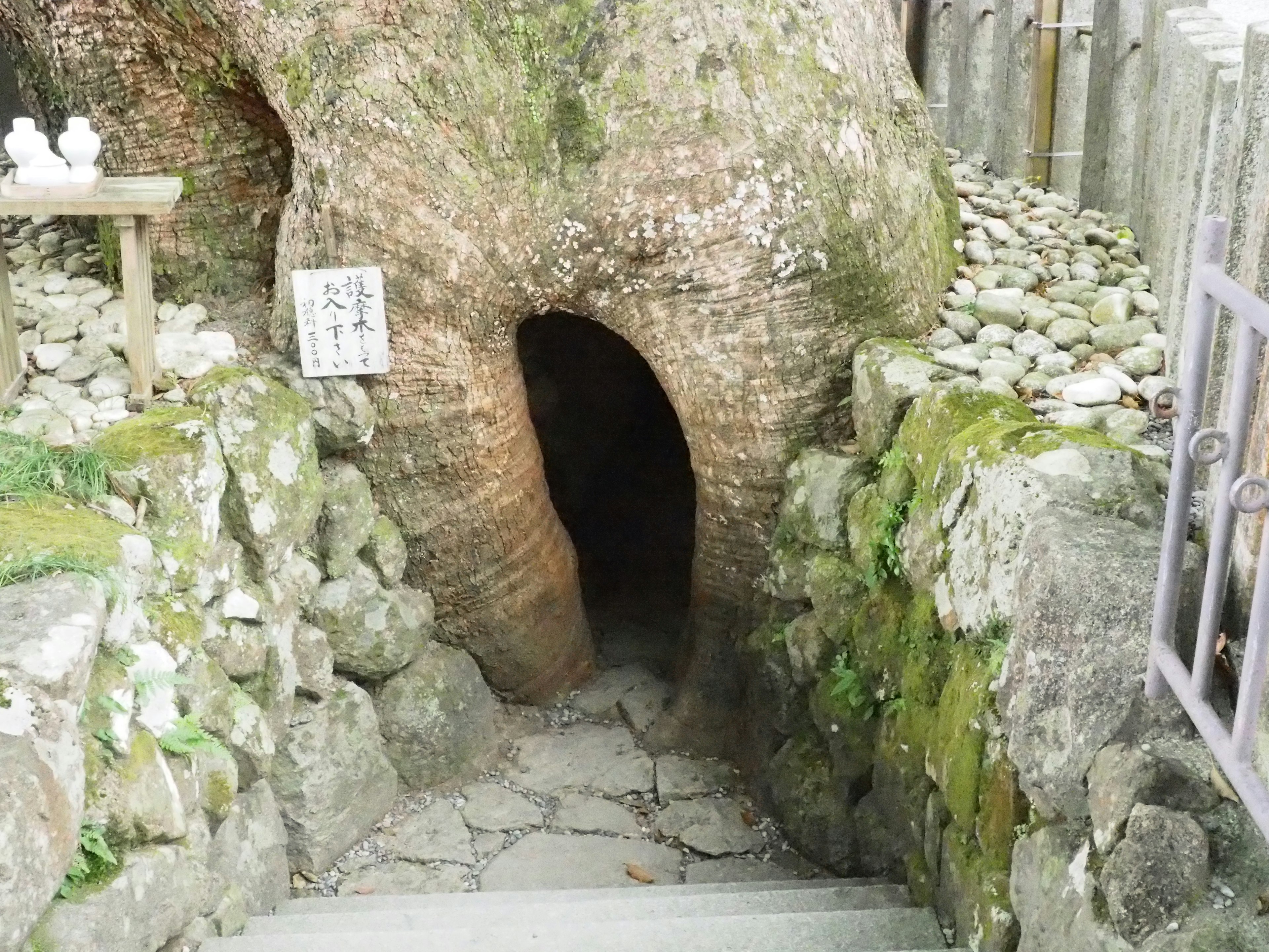 Cave entrance at the base of a large tree surrounded by stones and steps