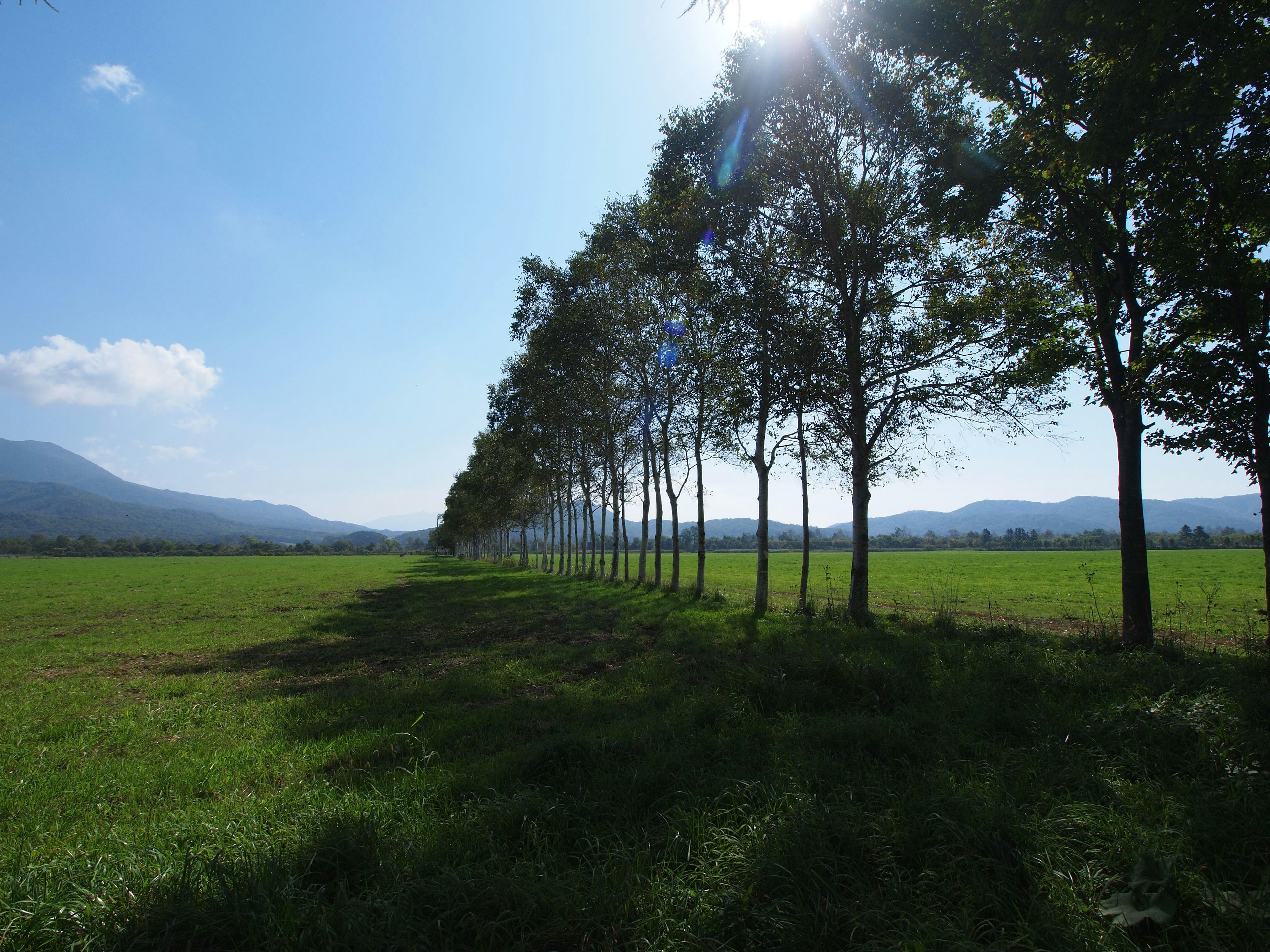 青空と木々の並木道が広がる風景