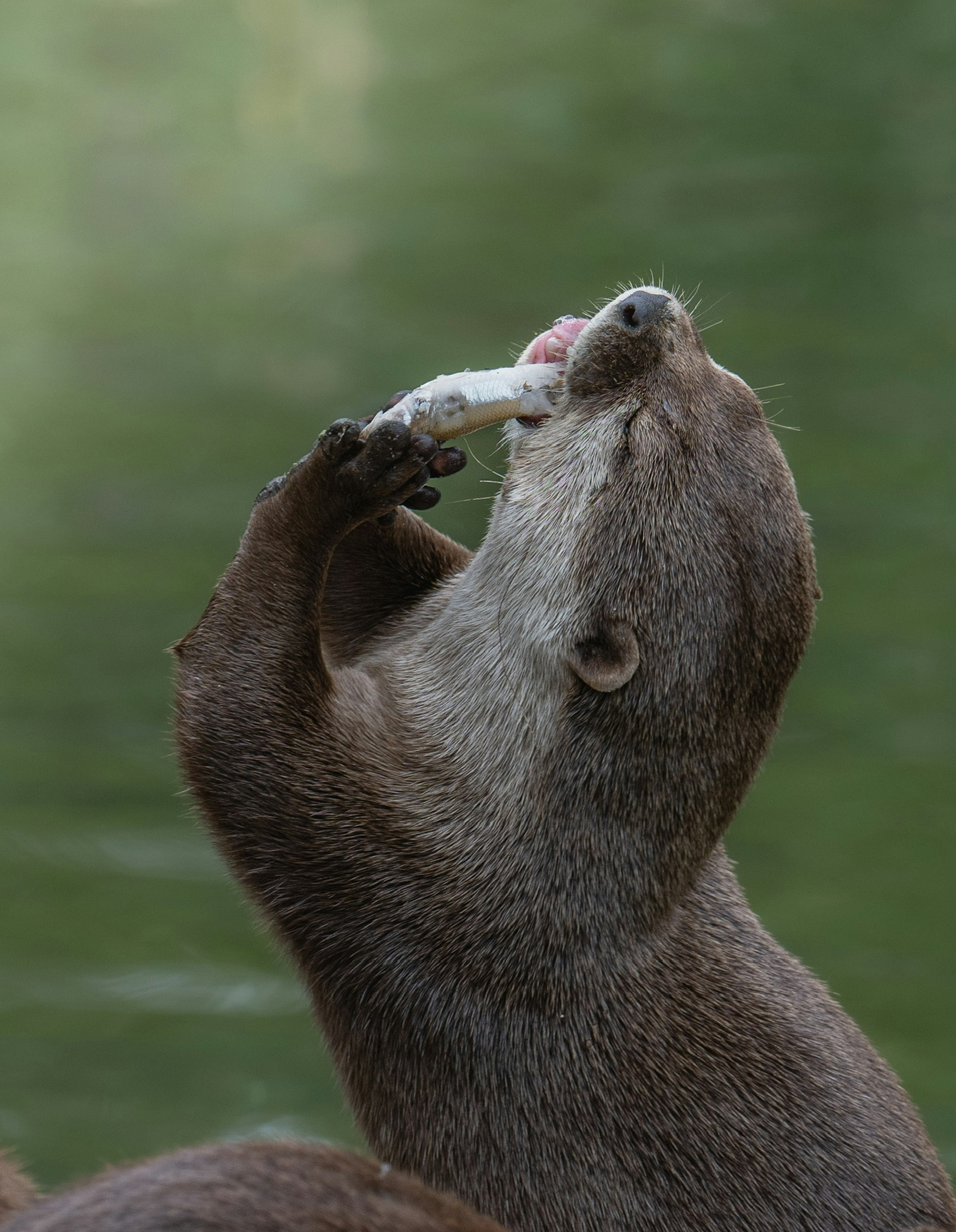 水辺で魚を食べるカワウソの姿