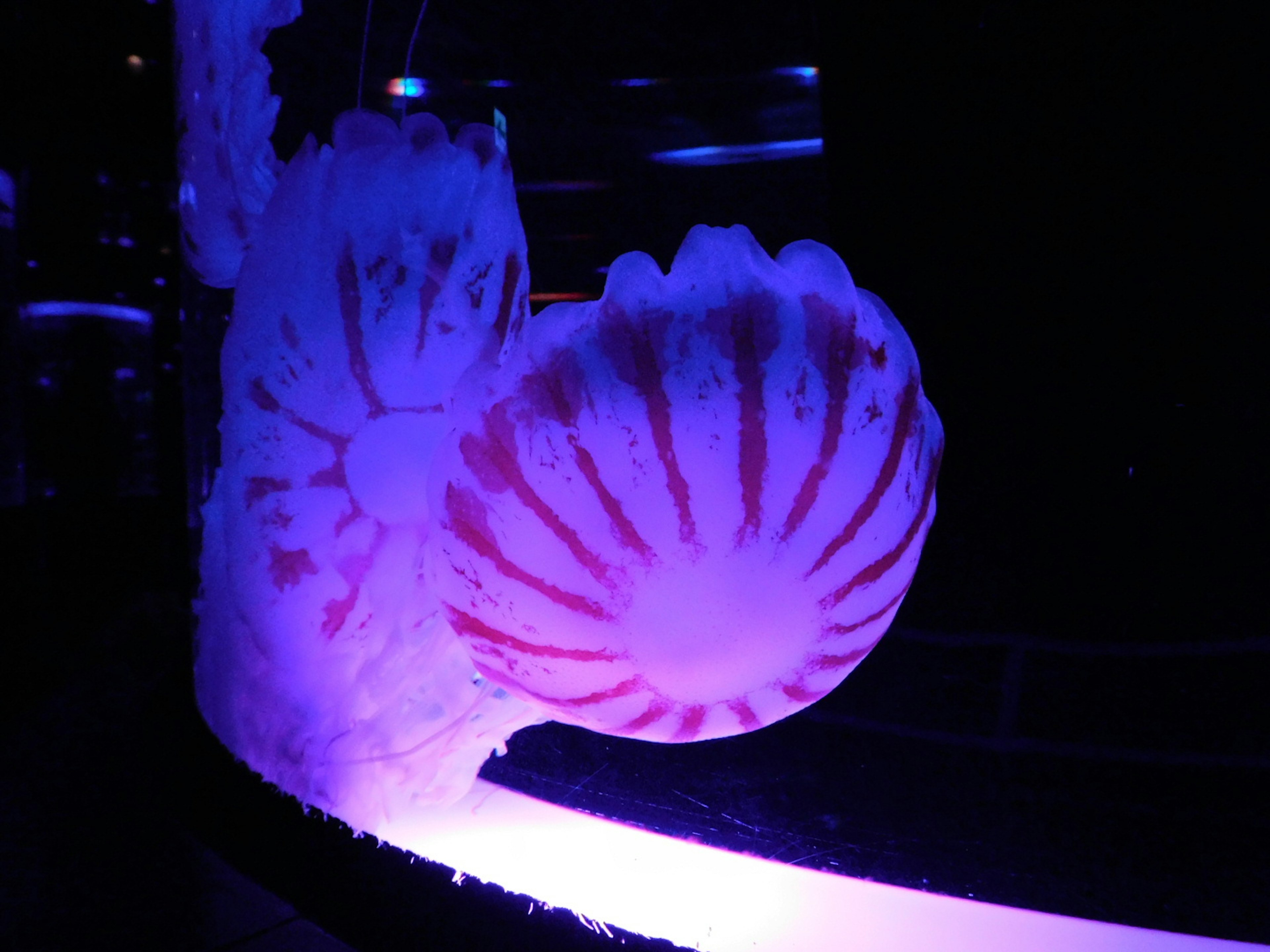 Two jellyfish illuminated by purple light floating in an aquarium