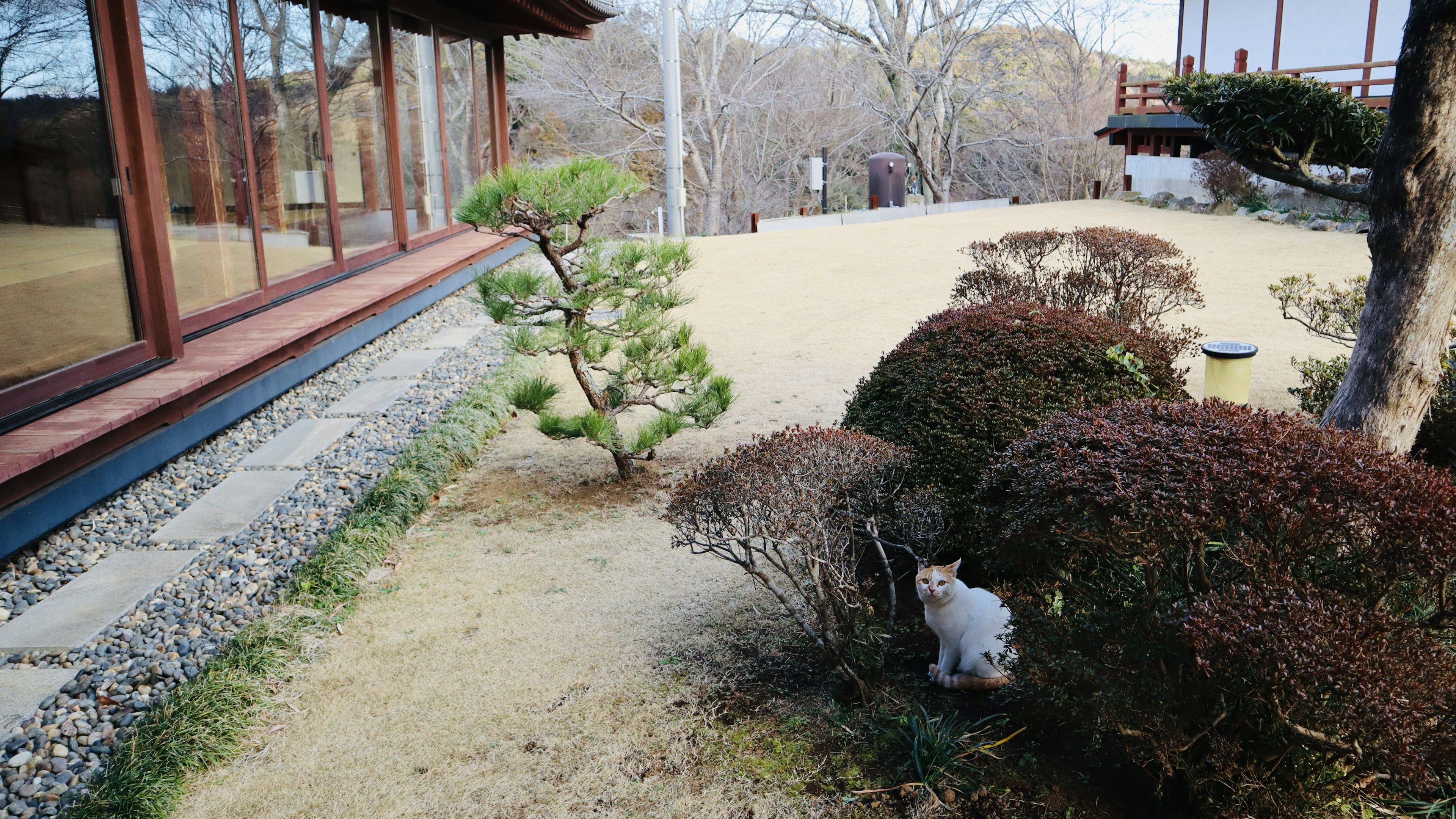 Japanese garden view with small cat