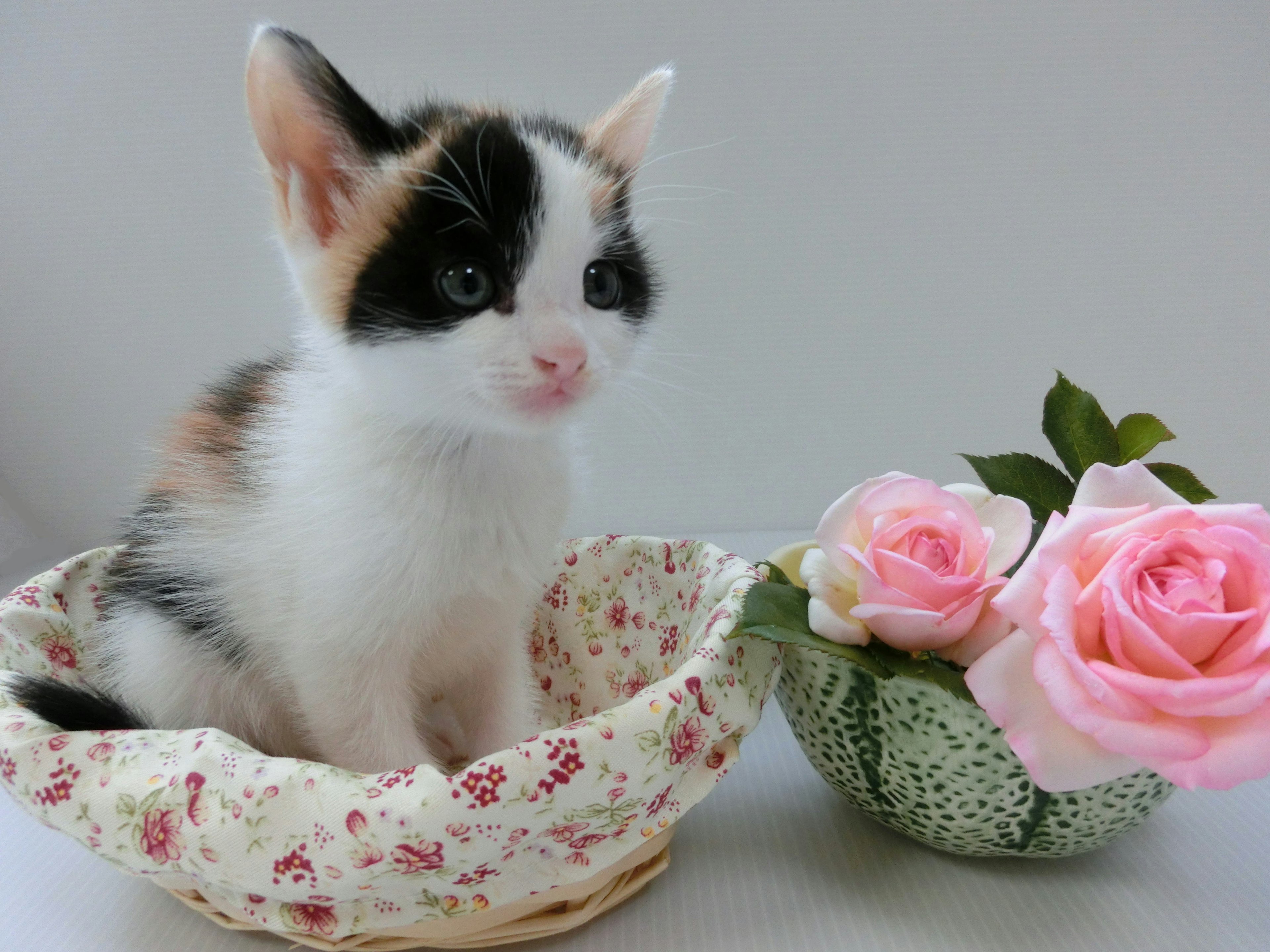 A small kitten sitting in a floral basket next to pink roses