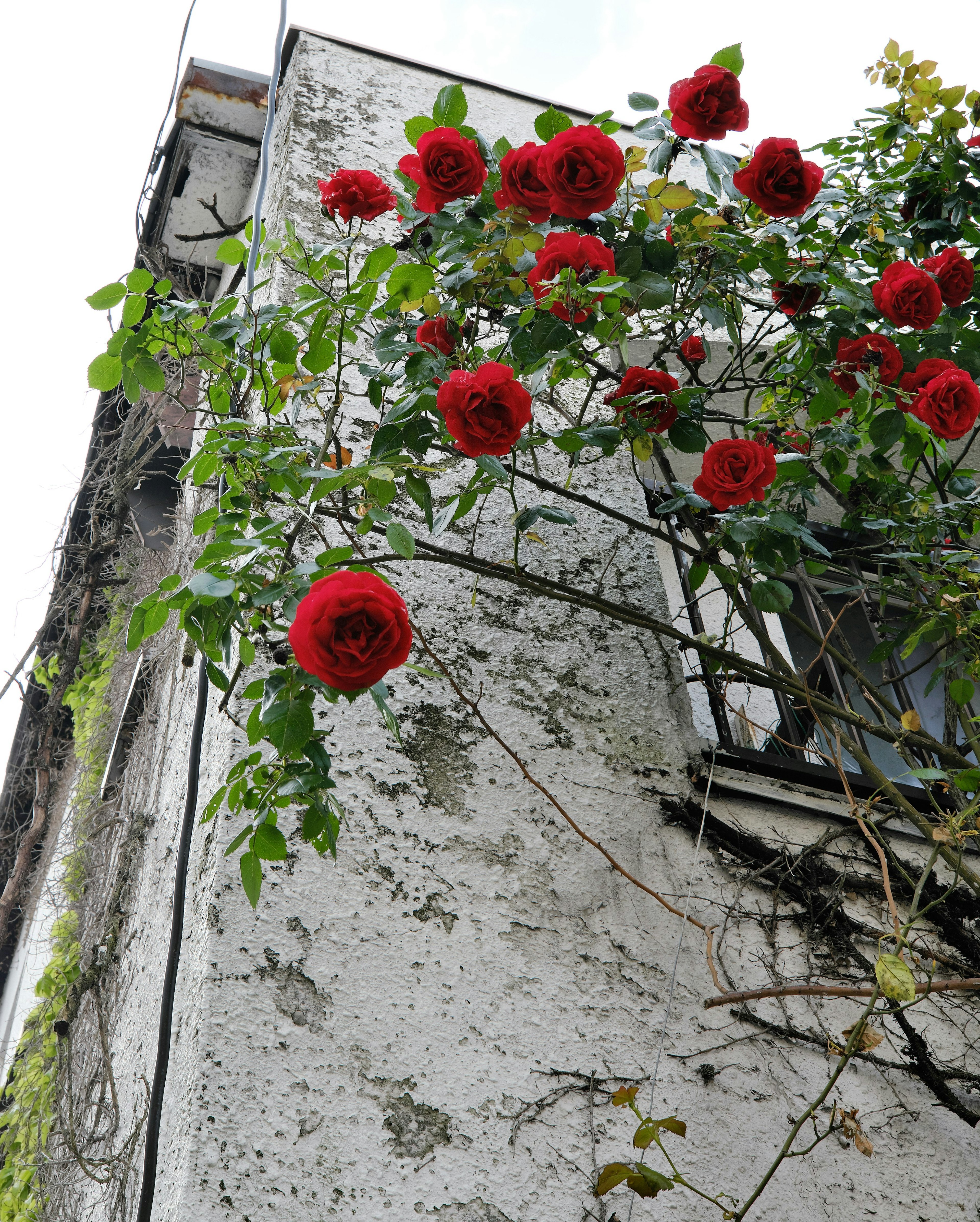 古い建物の壁に咲く赤いバラの花