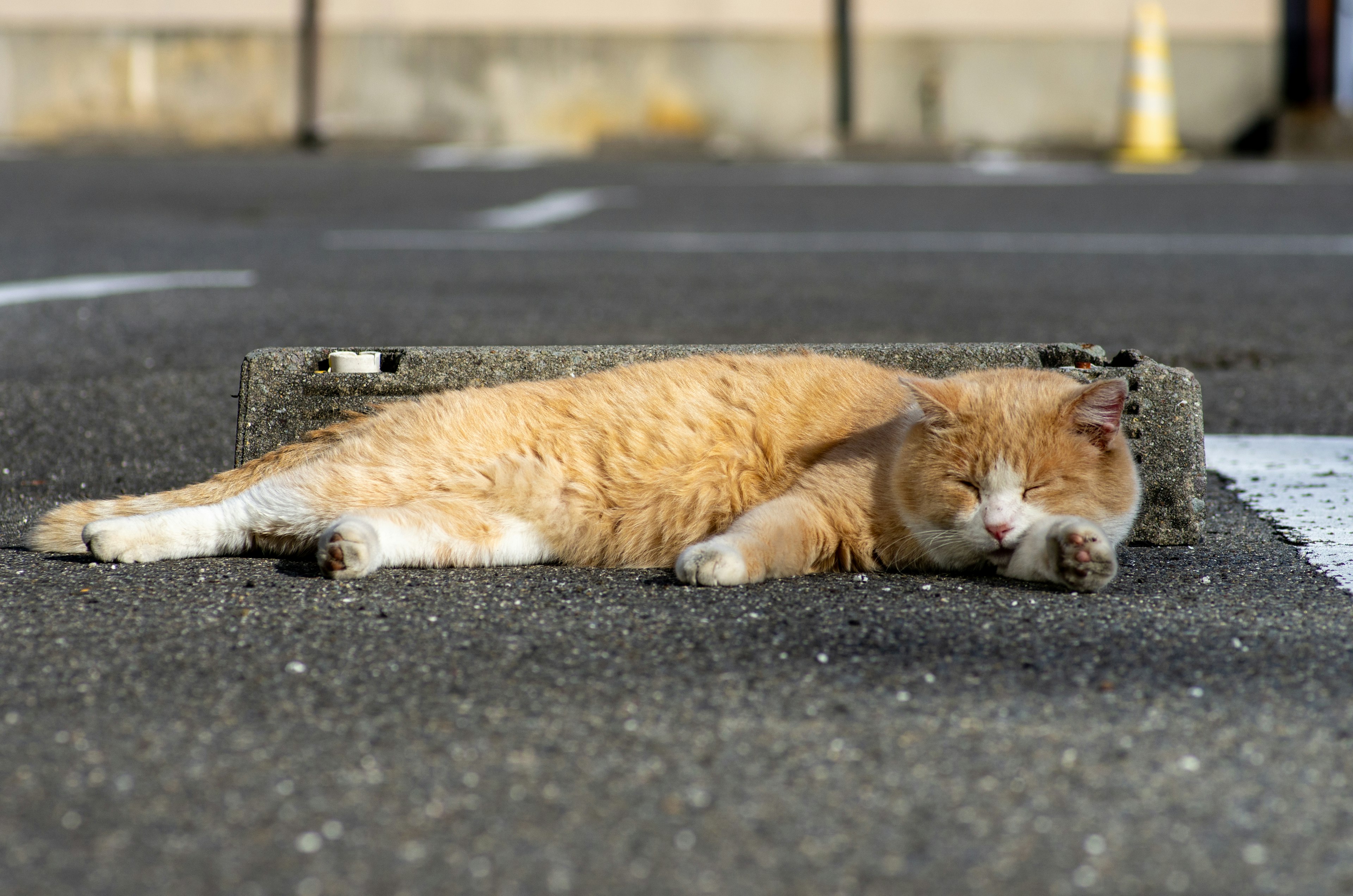 Orange cat sleeping on asphalt in a parking lot