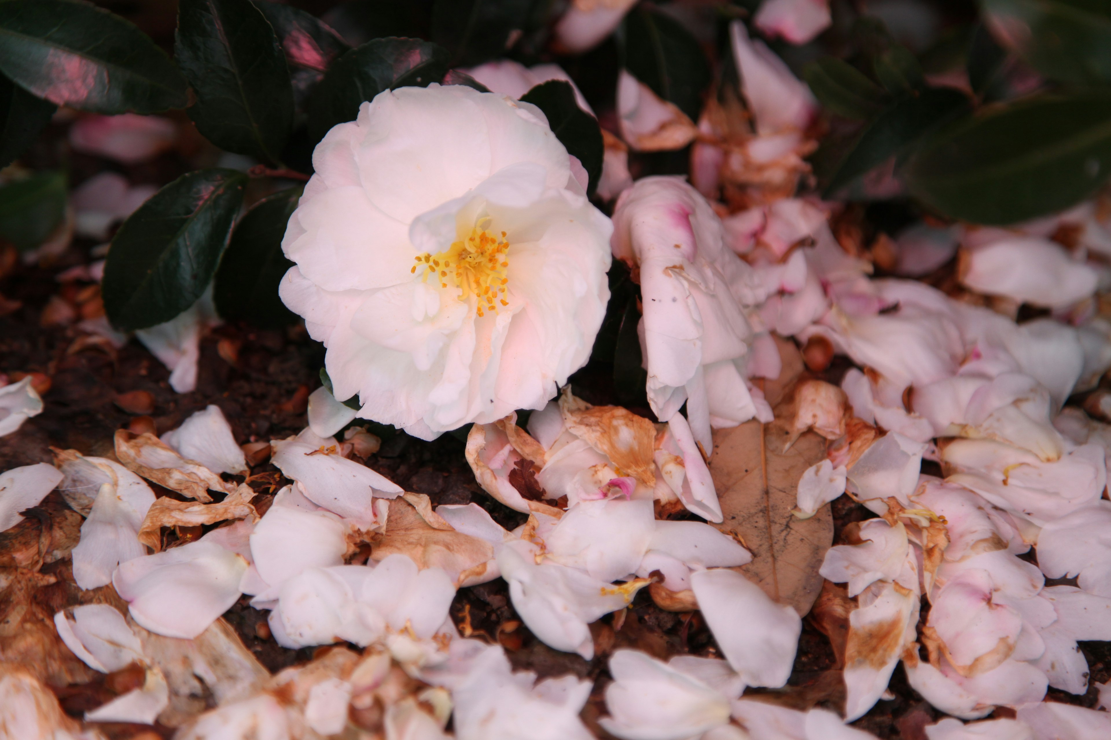 A white flower surrounded by scattered petals on the ground