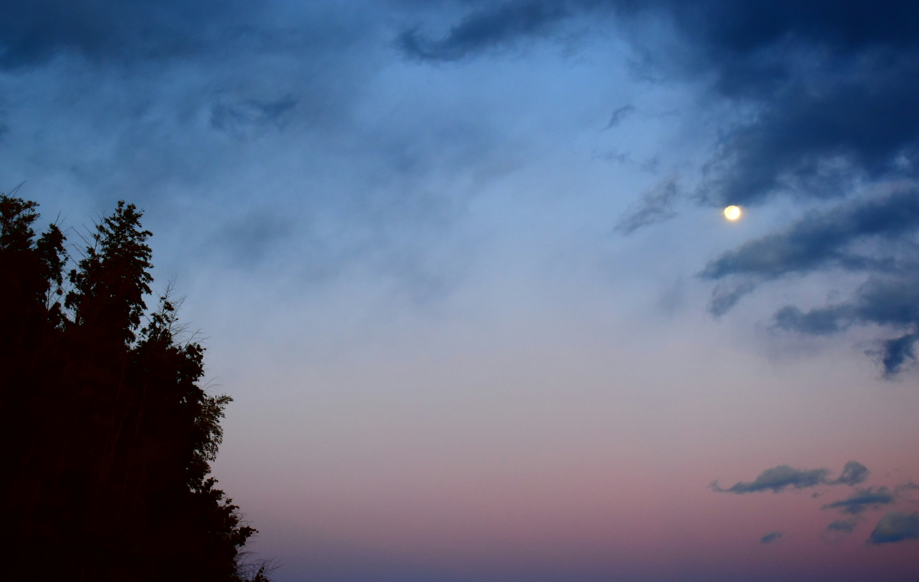 Luna en un cielo azul y rosa con silueta de árbol