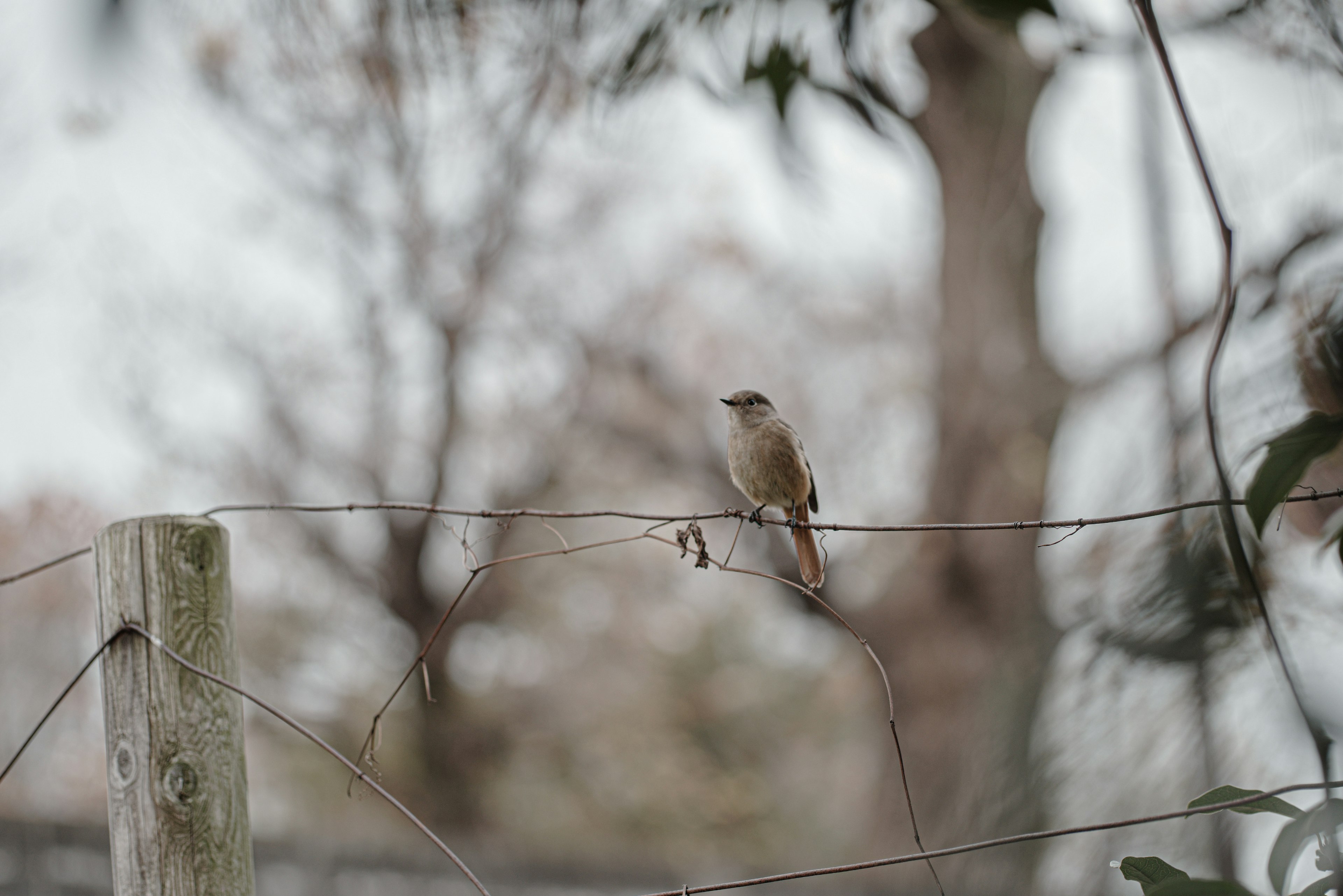 Un pequeño pájaro posado en un alambre de cerca con árboles desenfocados al fondo