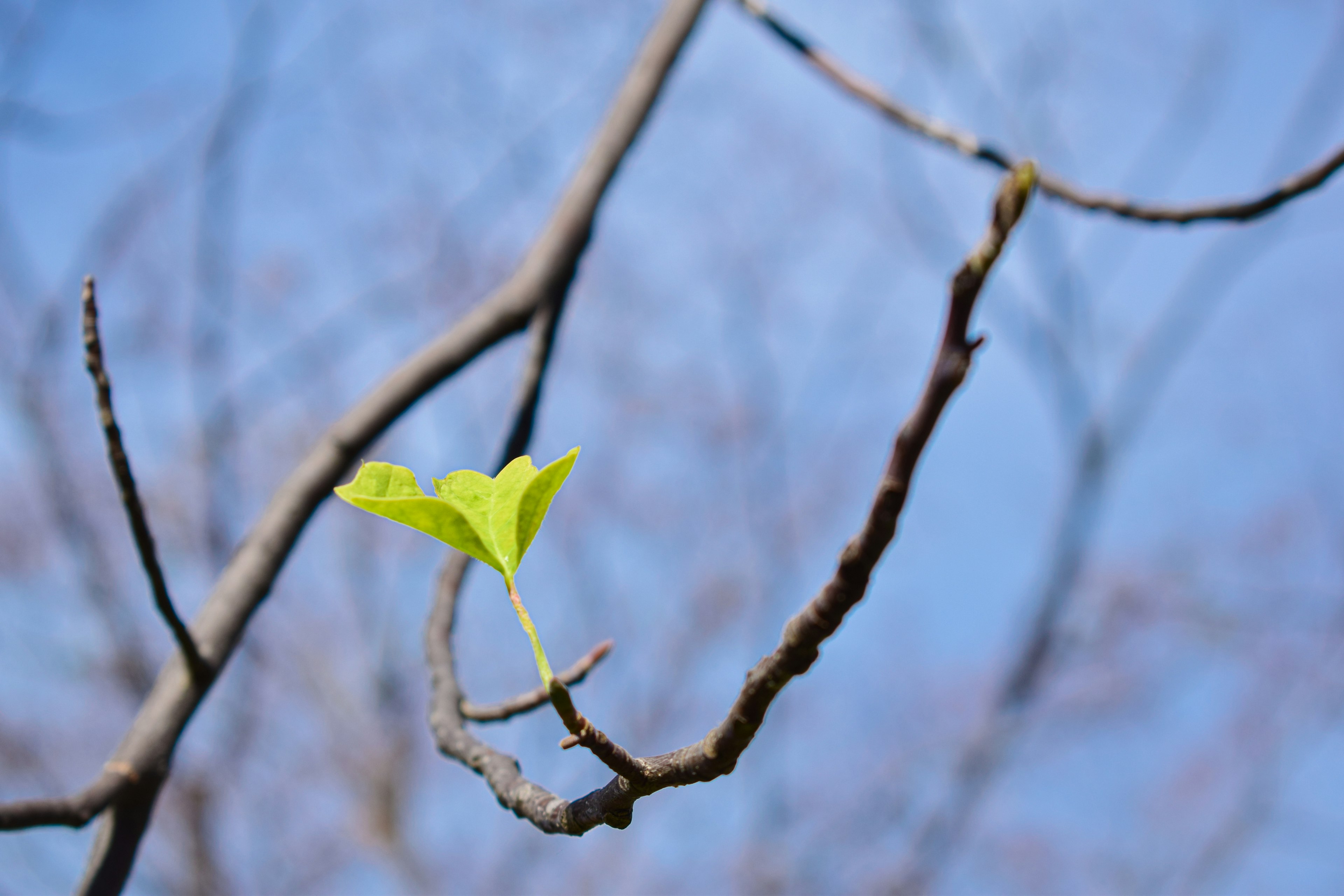 Une seule feuille verte sur une fine branche sous un ciel bleu