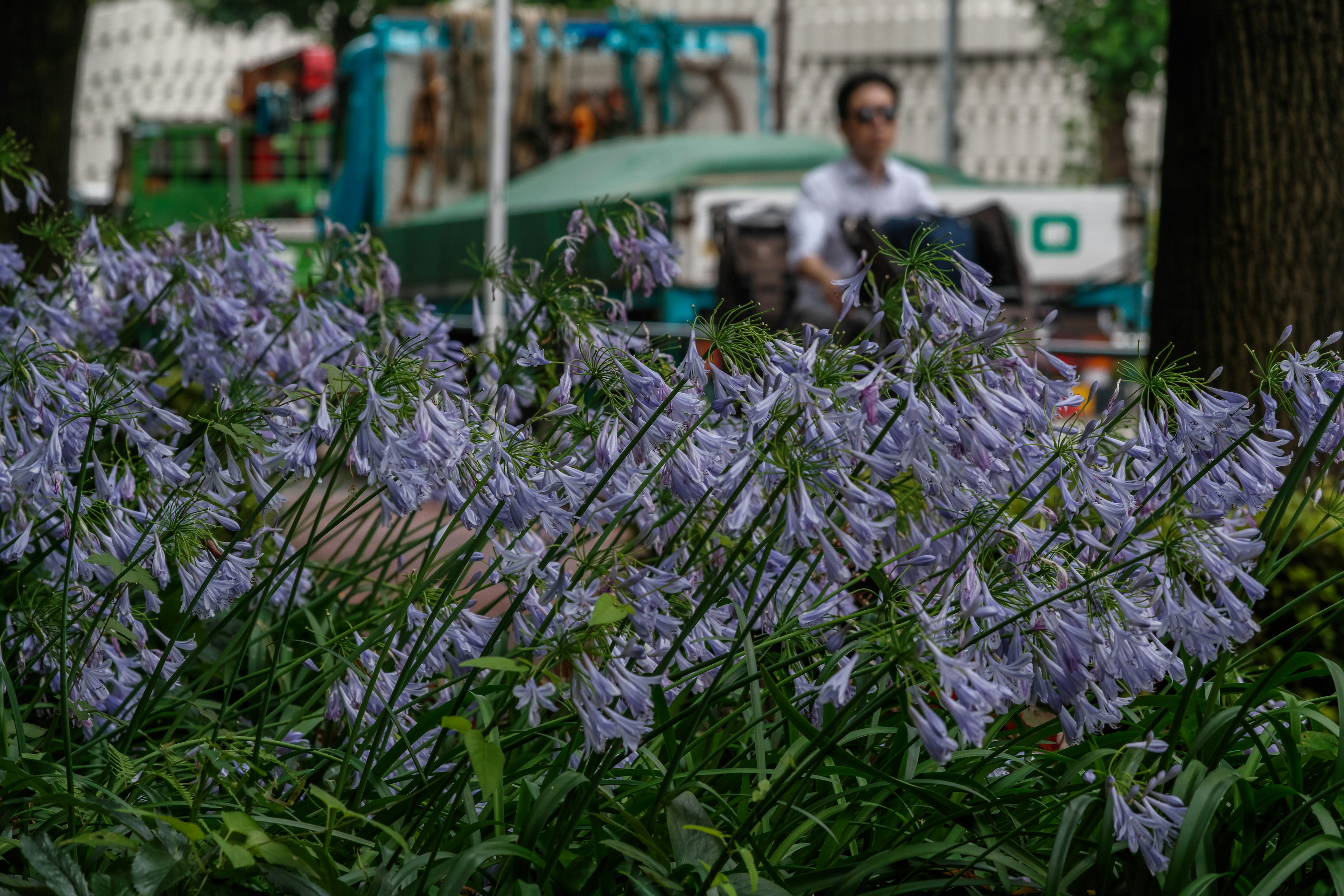 Fiori viola in un parco con una persona sullo sfondo