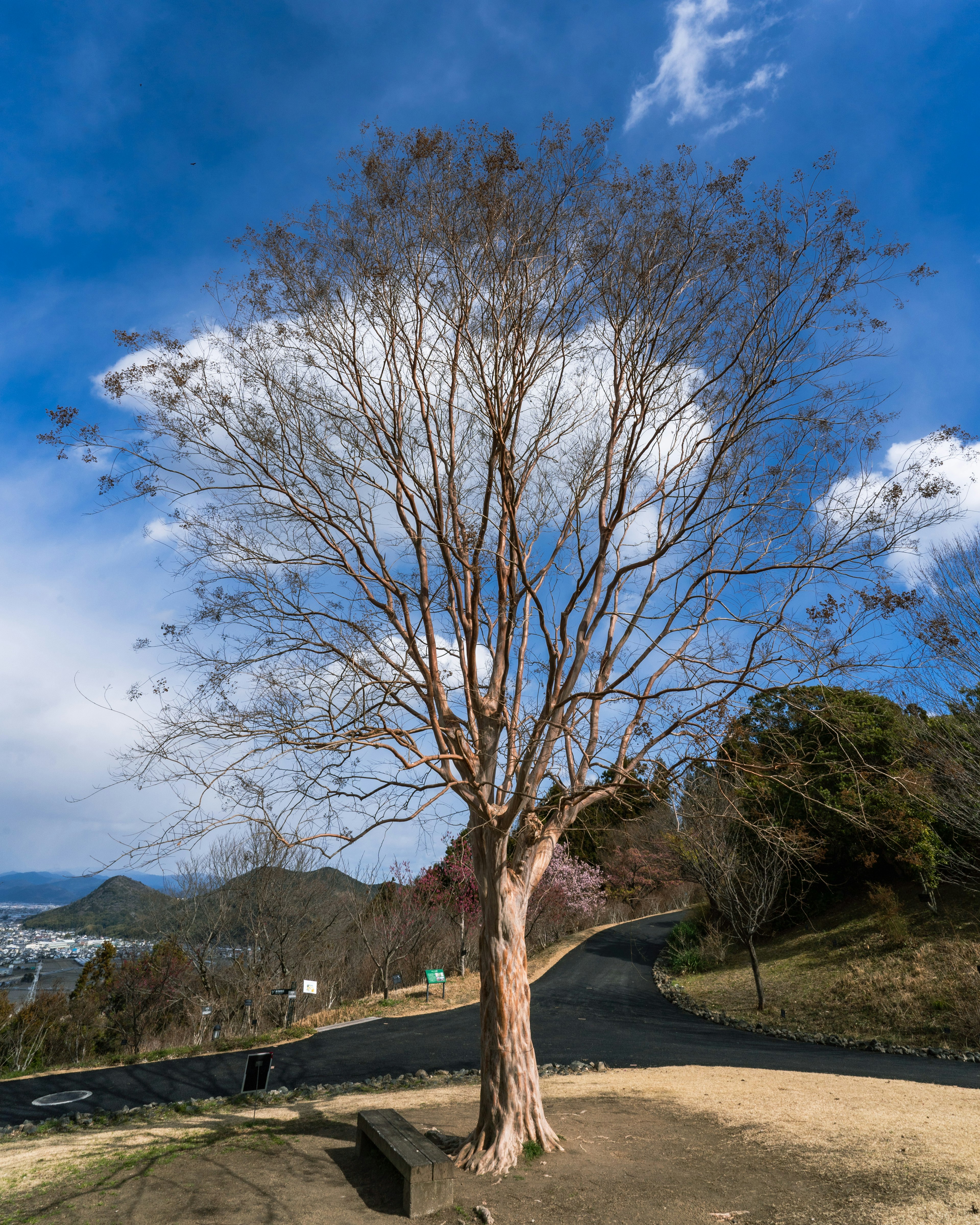 青空と雲の下に立つ裸の木のシルエット