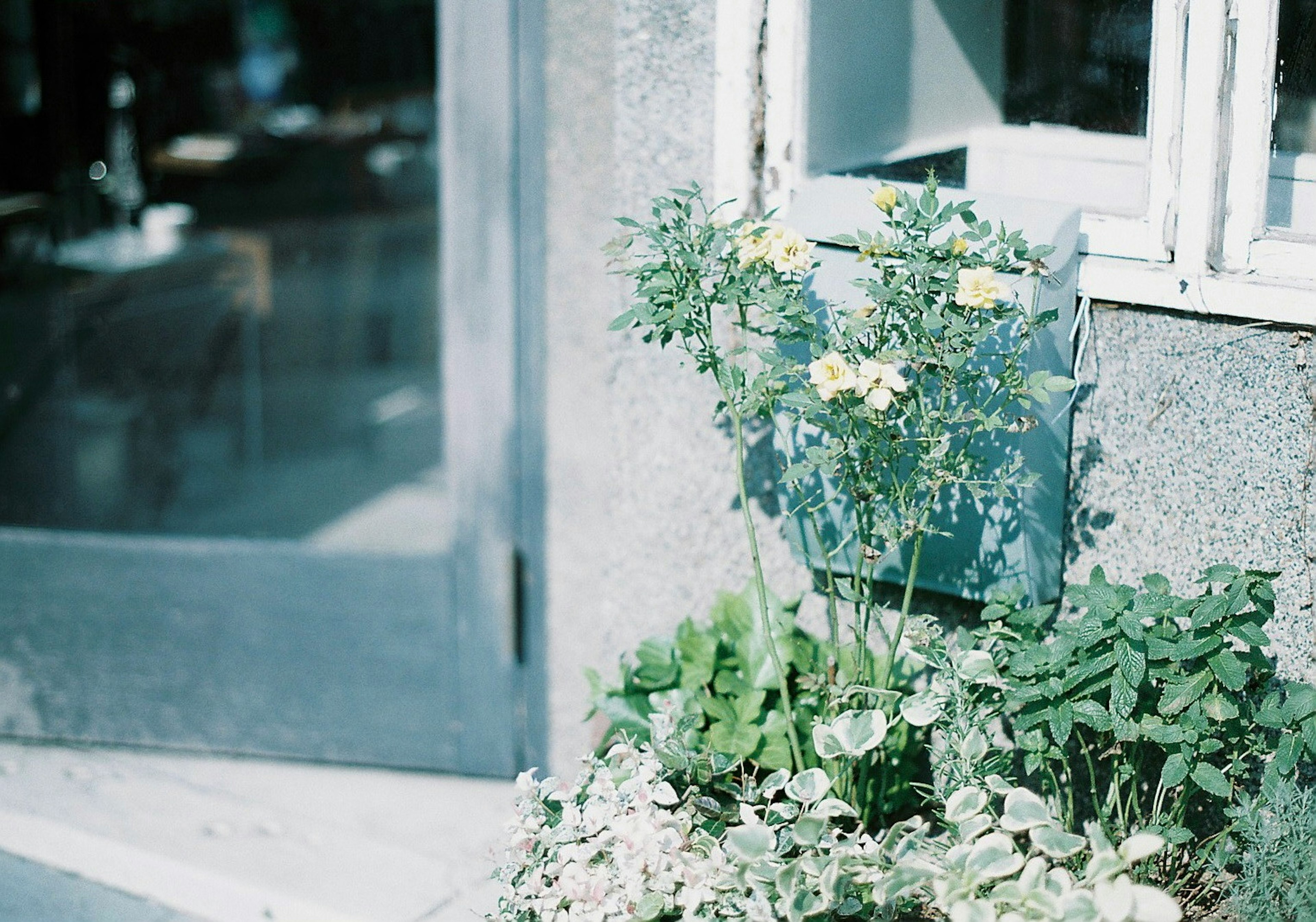 Eine Pflanze mit gelben Blumen und grünen Blättern neben einem Fenster