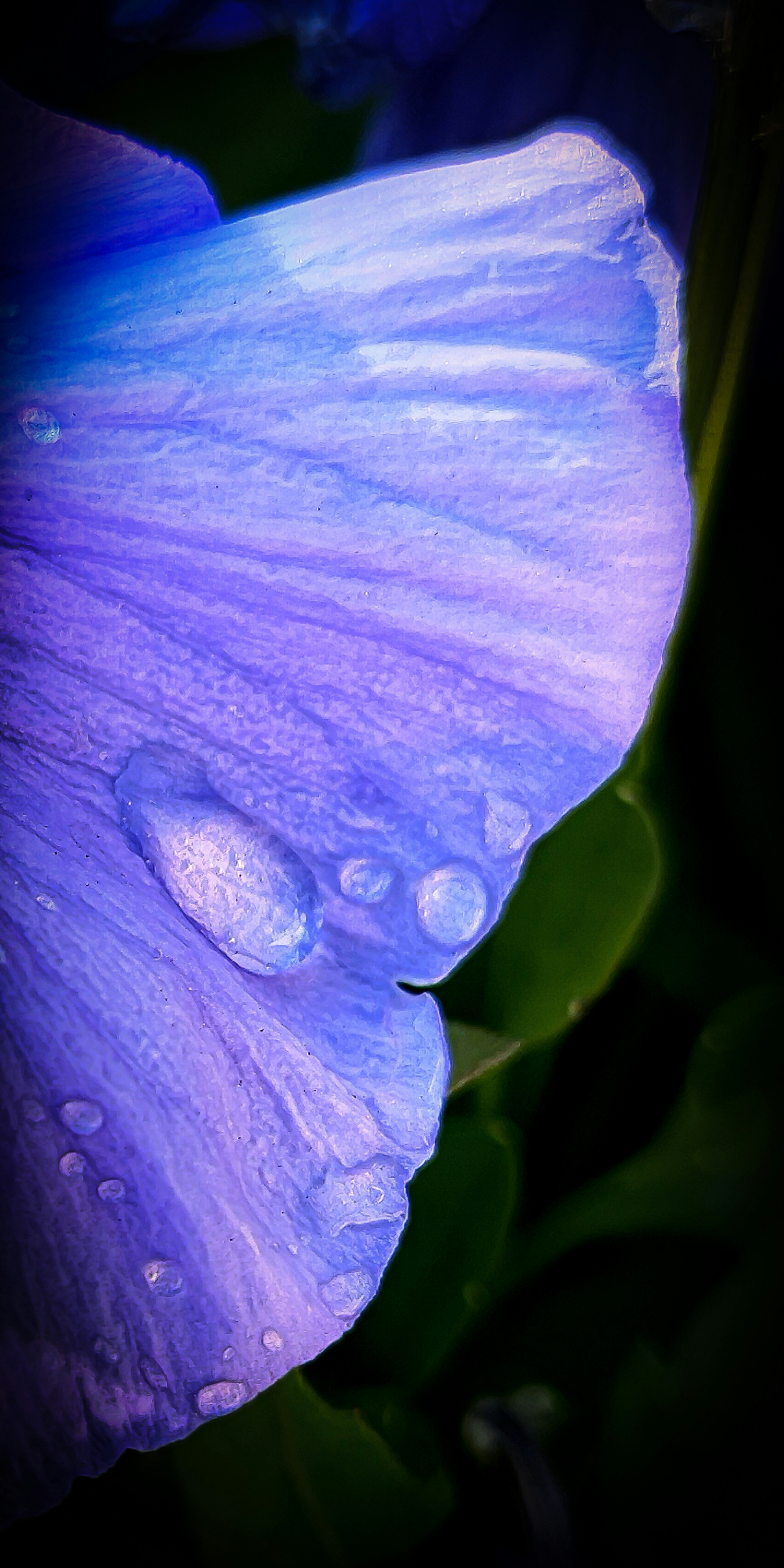 Primo piano di un petalo di fiore viola con gocce d'acqua su uno sfondo verde